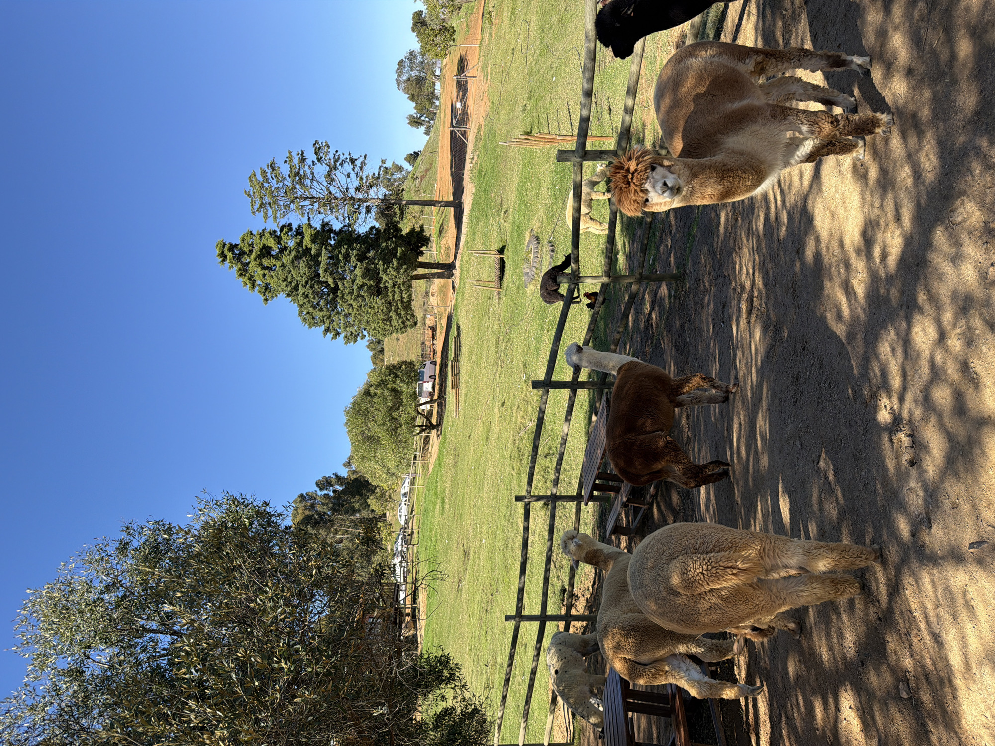 An outdoor scene in Drakenstein Nu, South Africa, depicts several alpacas and possibly llamas in a fenced enclosure under a clear, bright blue sky. The image is taken during either early morning or late afternoon, evidenced by the long, distinct shadows cast across the dirt ground and the warm, golden sunlight.
In the foreground and mid-ground, multiple alpacas of different colors are visible. One light brown alpaca with thick, shaggy hair around its face is looking directly towards the viewer. Other alpacas, including a dark brown one and an off-white one, are standing near a rustic wooden fence. A black alpaca is partially visible at the top edge of the frame. Beyond the fence, a wide expanse of lush green grass slopes gently upwards, bordered by scattered trees and rolling hills in the distance. What appear to be distant vehicles or structures can be seen further back.
The scene conveys a peaceful and sunny day at an animal farm or sanctuary. The alpacas appear calm and relaxed in their natural environment. There is no human activity or visible text in the image.