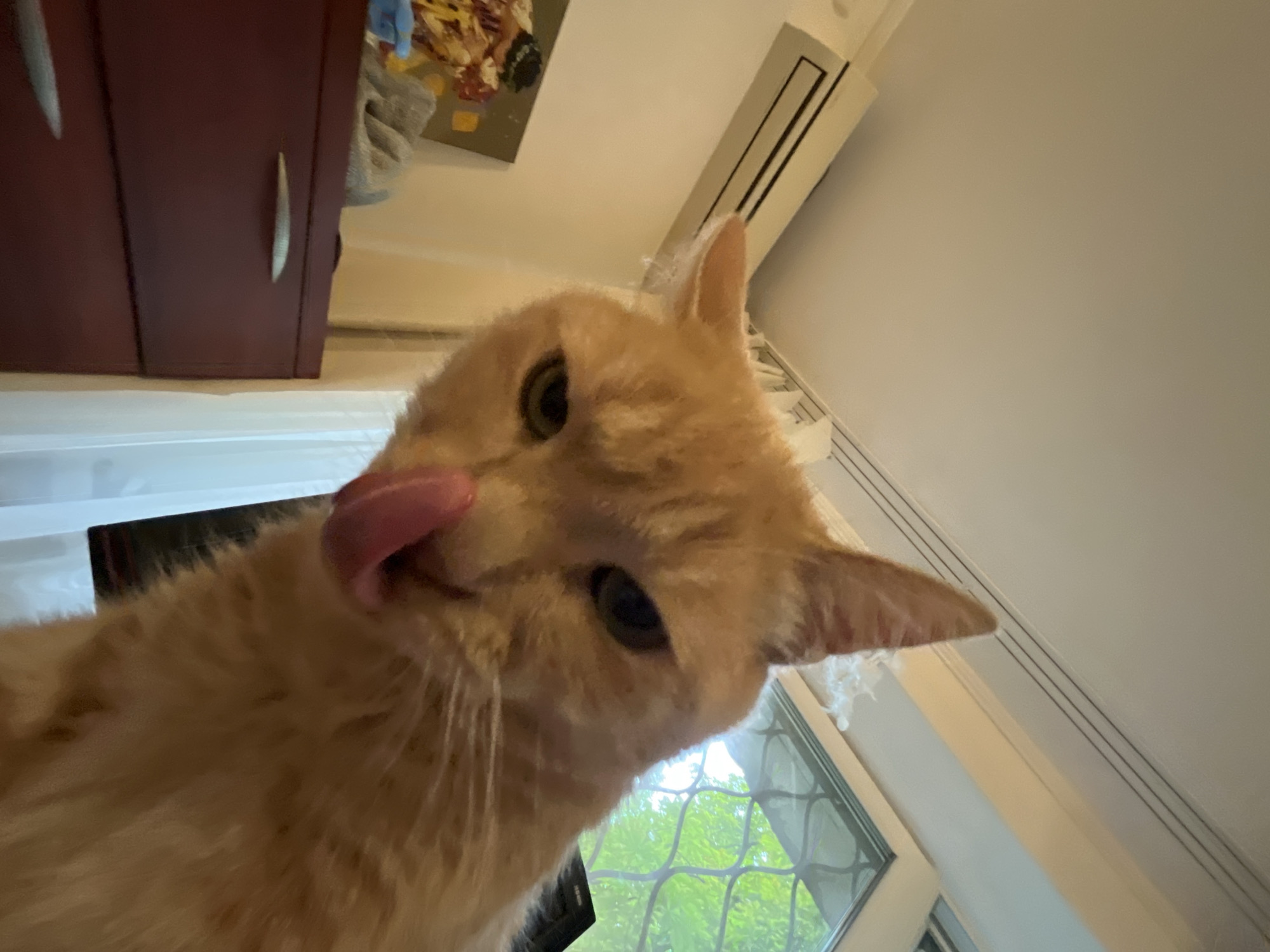 A close-up, low-angle shot captures an orange tabby cat with its pink tongue sticking out, licking its nose. The cat is positioned in the foreground, with its face and upper body filling most of the frame. Behind the cat, an air conditioning unit is visible on a cream-colored wall, along with a dark red filing cabinet. To the right of the cat, a window with a green, latticed grate is seen, with lush greenery outside. The overall lighting suggests an indoor setting during daylight.