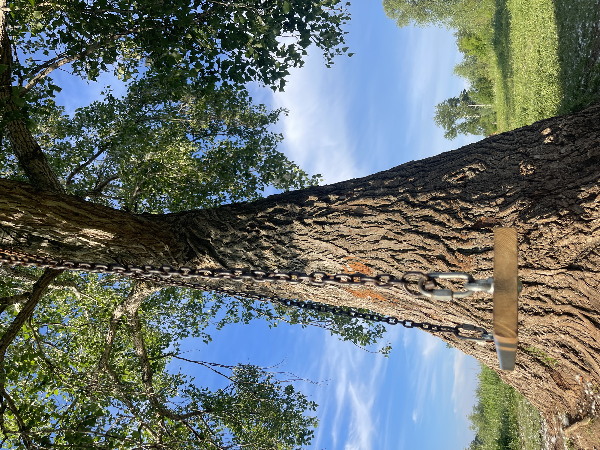 The image displays an outdoor natural scene, heavily dominated by a large tree trunk and its canopy. A robust metal chain is attached to or wrapped around the tree trunk, extending downwards. Connected to the chain by metal carabiners or shackles is a short, horizontal wooden bar, suggesting the presence of a tree swing or a similar recreational setup.
The tree has a thick trunk with deeply textured, rough bark. Above and to the left, the tree's lush green foliage and branches are visible, silhouetted against a bright blue sky. The sky features some scattered, wispy white clouds. To the right of the tree, a vibrant green grassy area stretches into the background. White, fluffy material, possibly cottonwood seeds, is scattered across the grass and lightly visible among some branches, indicating a specific seasonal period, likely late spring or early summer.
The scene is illuminated by bright natural sunlight, suggesting it is daytime with clear, pleasant weather. There are no people visible in the image, and no discernible text. The overall setting appears to be a park, a field, or a natural wooded area.