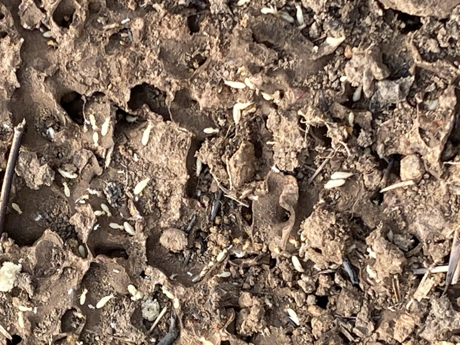A close-up, high-angle view depicts an active subterranean termite nest exposed at ground level in Afikpo, Nigeria. The scene shows numerous pale, elongated worker termites moving across and within intricate, reddish-brown soil structures. These structures form a network of tunnels and chambers, appearing partially excavated or damaged, revealing the insects' activity. The surrounding environment consists of dry, granular soil mixed with small fragments of organic debris, including dark, thin plant matter. The termites are the sole animate subjects, exhibiting constant movement across the exposed surfaces of their habitat.