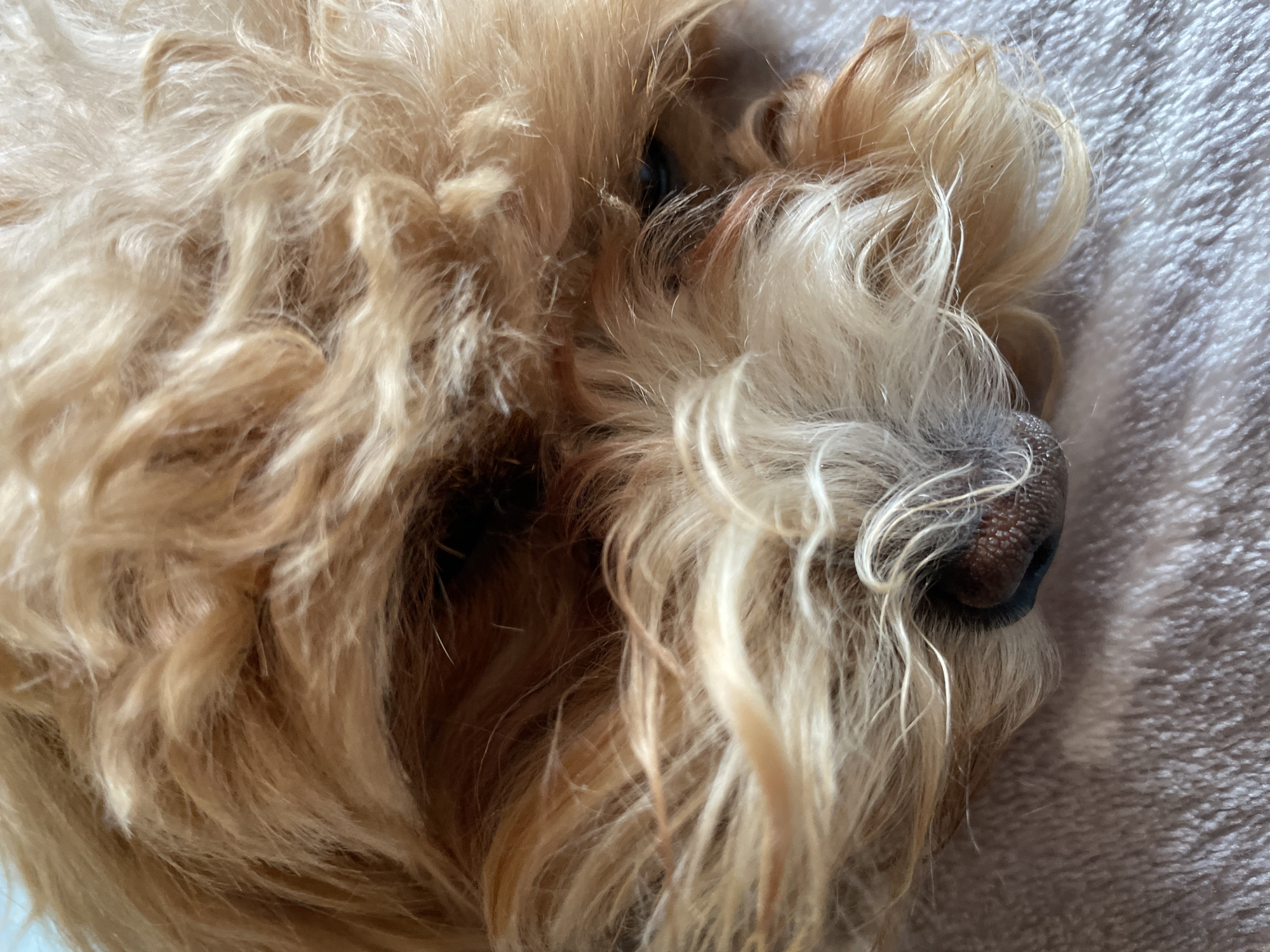The image is a close-up, overhead shot of a small, light brown dog's face, likely a Poodle mix, resting on a soft, textured, light gray surface. The dog's fur is curly and varies in color from blonde to light brown, with some lighter strands framing its face. The dog's eyes are dark and appear to be closed or looking downwards. Its nose is dark brown and slightly wet, with visible texture. The overall impression is of a sleeping or resting pet. The location is not depicted in the image, and therefore cannot be determined.
