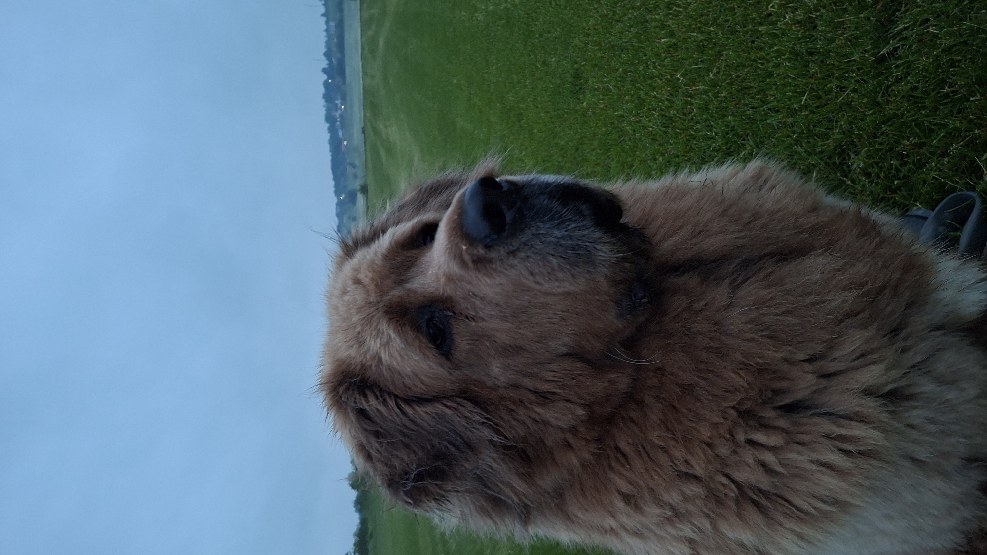 A close-up, low-angle shot shows the face of a large, fluffy, tan dog looking to the right. The dog has dark eyes, a dark nose, and graying fur around its muzzle. It is outdoors in a grassy field, possibly in Kempelevo, Russia, with a hazy sky and a faint line of trees and buildings in the distance. The grass is green and appears to be mowed. The lighting suggests it is either early morning or late evening.