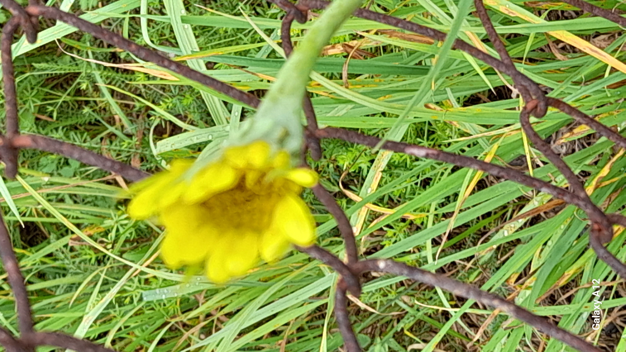 A blurred, yellow flower on a green stem is visible in the foreground of this image, positioned behind rusty, intertwined wire. The wire appears to be part of a fence or a similar structure. The background consists of lush green grass, with some blades exhibiting yellowing at the tips. The lighting suggests it is daytime. The phone model "Galaxy A12" is visible in the bottom left corner. There is no indication of the city of Markovskii, Russia, or any specific geographic location within the image itself.