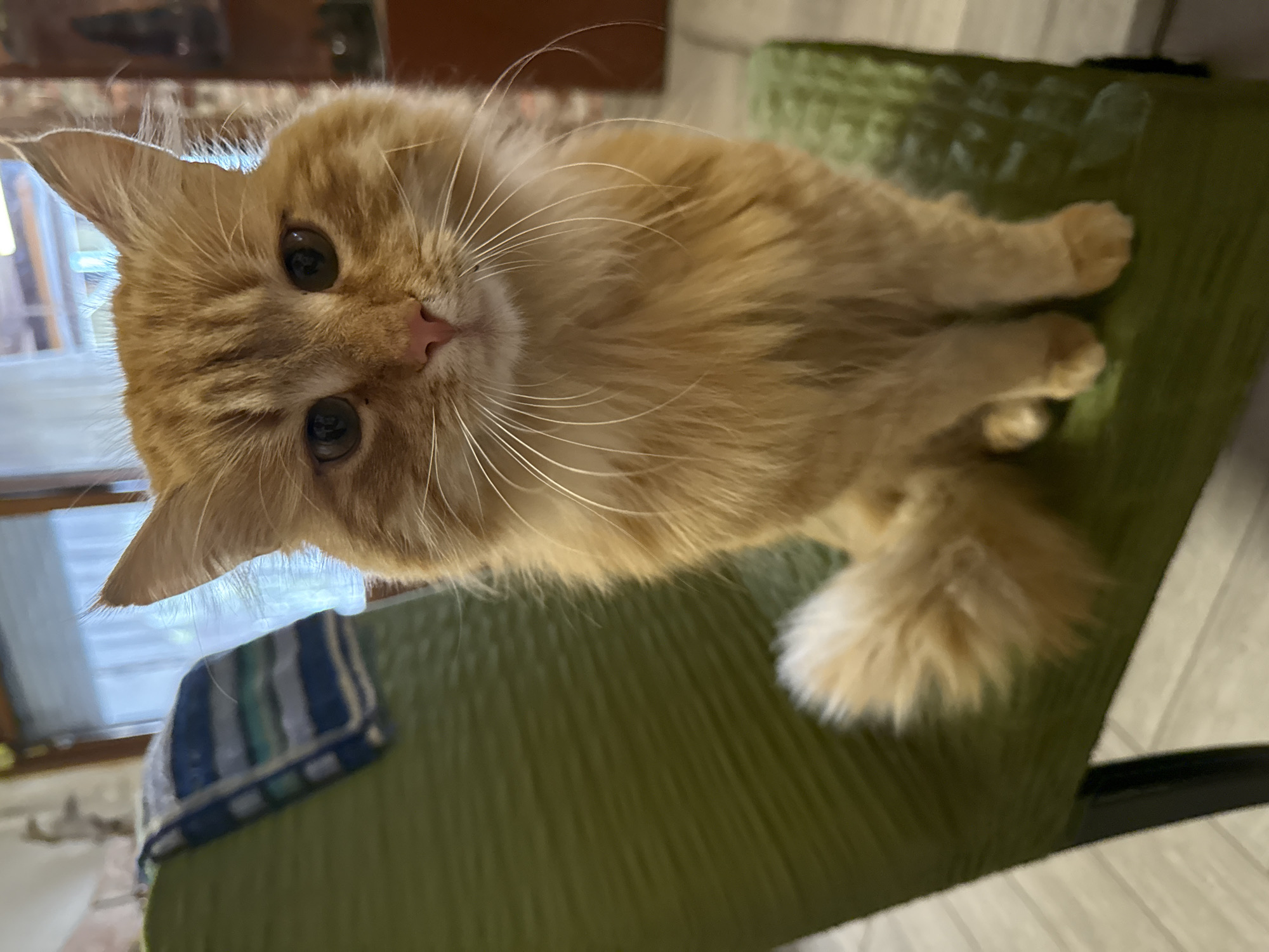 A medium shot depicts a light orange, long-haired cat lying on a green chair, angled slightly downward towards the camera. The cat's face is prominent, featuring large eyes, a pink nose, and long white whiskers. The chair has a textured green surface. The background includes a window and furniture, suggesting an interior setting. The image was taken inside of a house, and this image was not taken in Generalovo, Bulgaria.