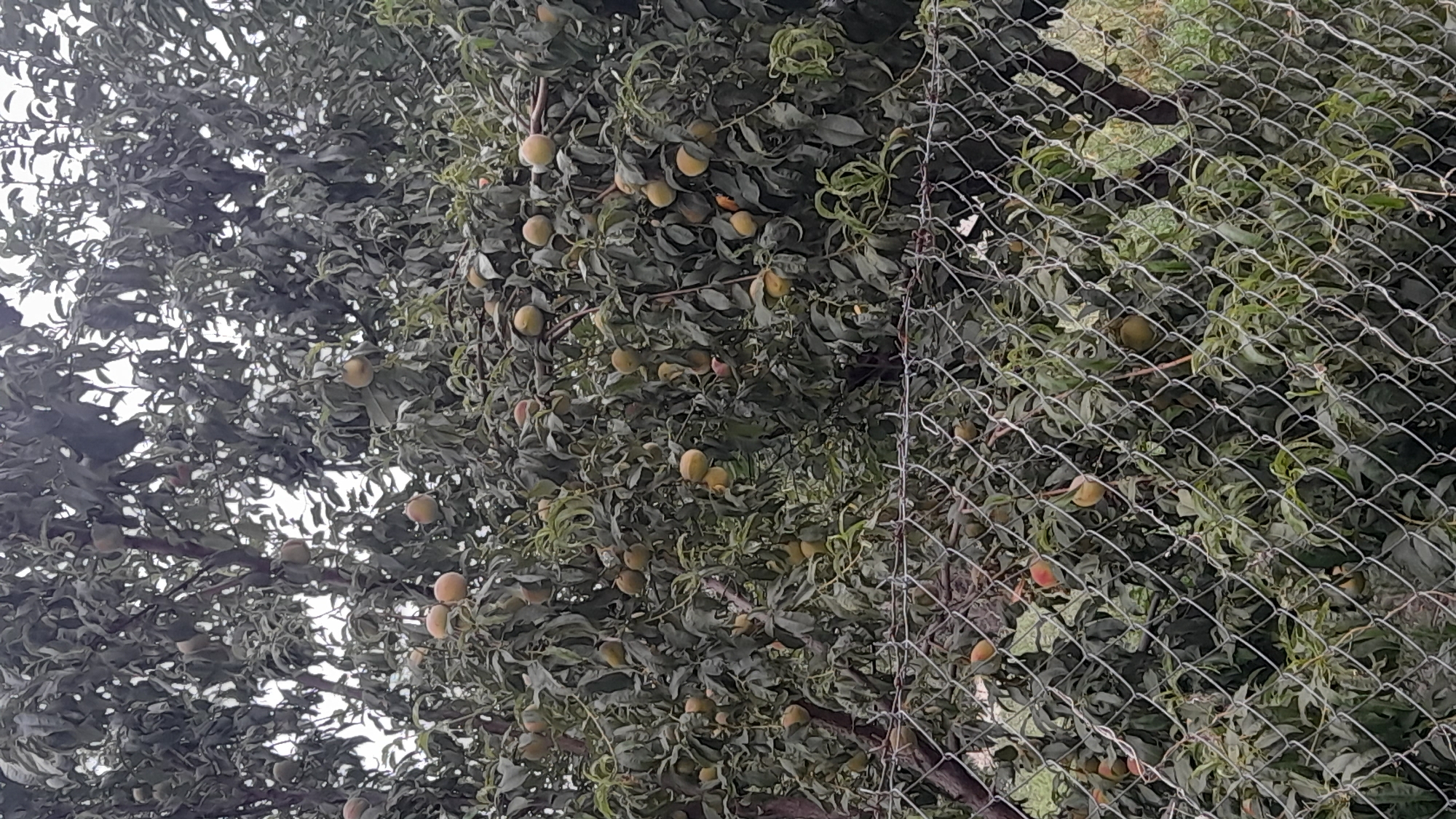 A peach tree is shown with many fruits on its branches. The tree is partially obscured by a chain-link fence. The fruits are a mix of green and yellow, with some showing blush of red. The leaves are a deep green. The background is out of focus, suggesting a slightly overcast day. There are no people or animals visible. The scene appears to be in a residential or rural setting.