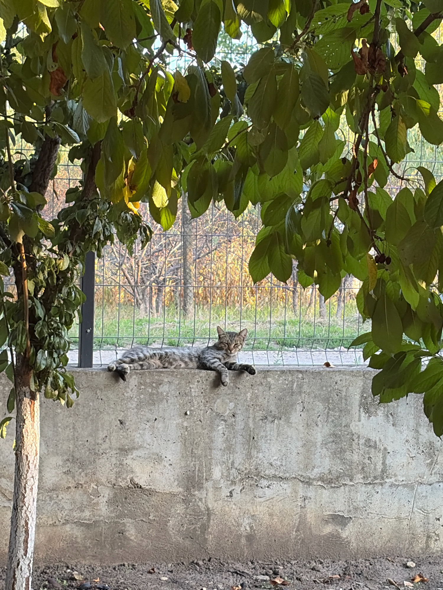 A tabby cat with gray and black stripes is lying on a concrete ledge. The cat is facing the camera with its eyes partially closed. In the background, there is a chain-link fence with trees and foliage visible beyond it. The scene appears to be outdoors, possibly in a backyard or a park area. The lighting suggests it is either early morning or late afternoon. The location is identified as Oxentea, Moldova.