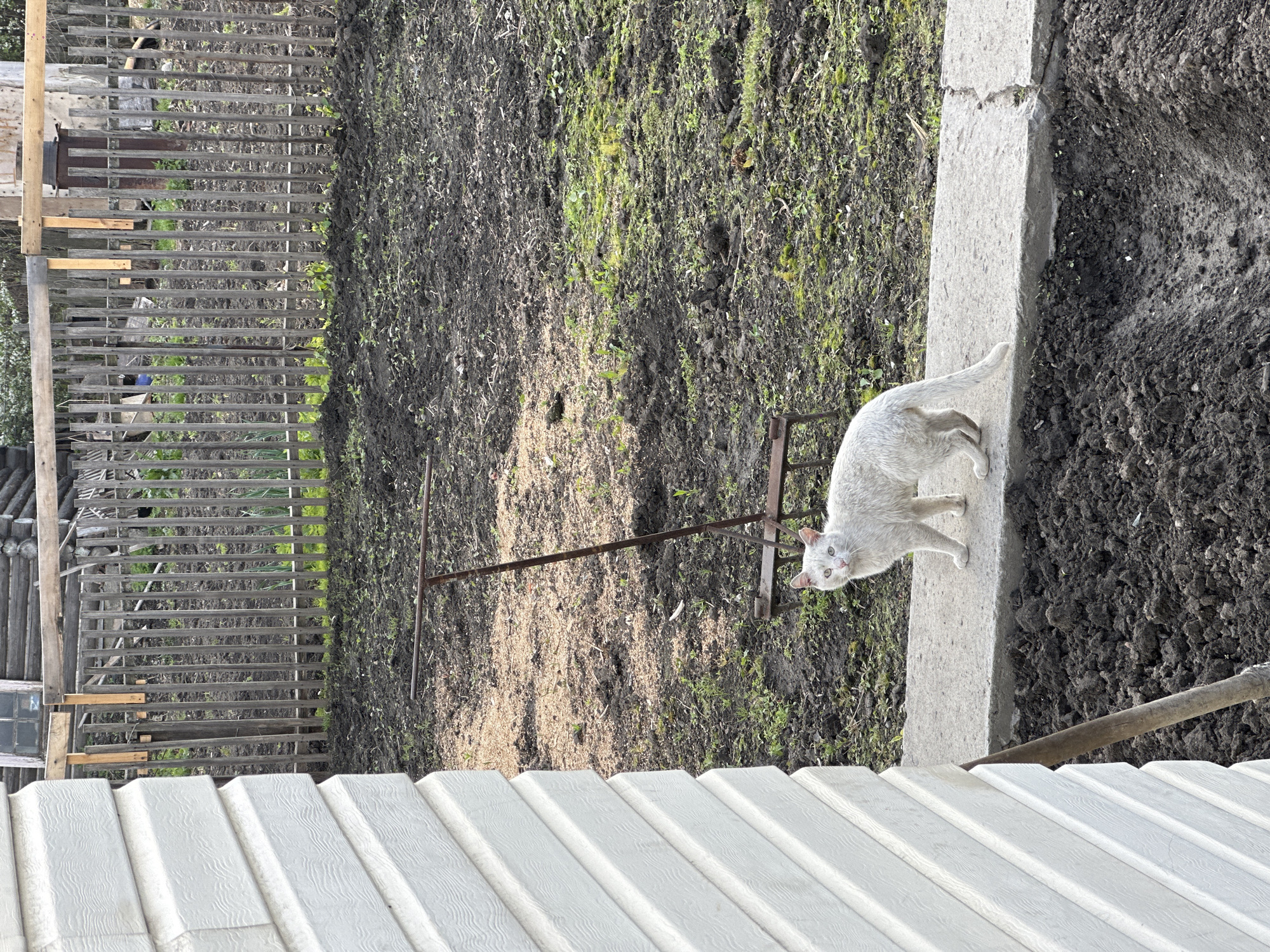 The image depicts a backyard scene, possibly in a rural or suburban area within the city of Biysk, Russia, given the context. A pale, possibly white, cat stands on a narrow concrete ledge. Adjacent to the ledge is tilled soil with sparse vegetation. A weathered wooden fence runs along the periphery of the yard. Metal farming equipment rests on the soil near the cat. In the foreground, textured white corrugated panels, likely a roof or wall, are visible. The lighting suggests it is daytime. No people are visible. The cat appears to be looking up towards the source of the image.
