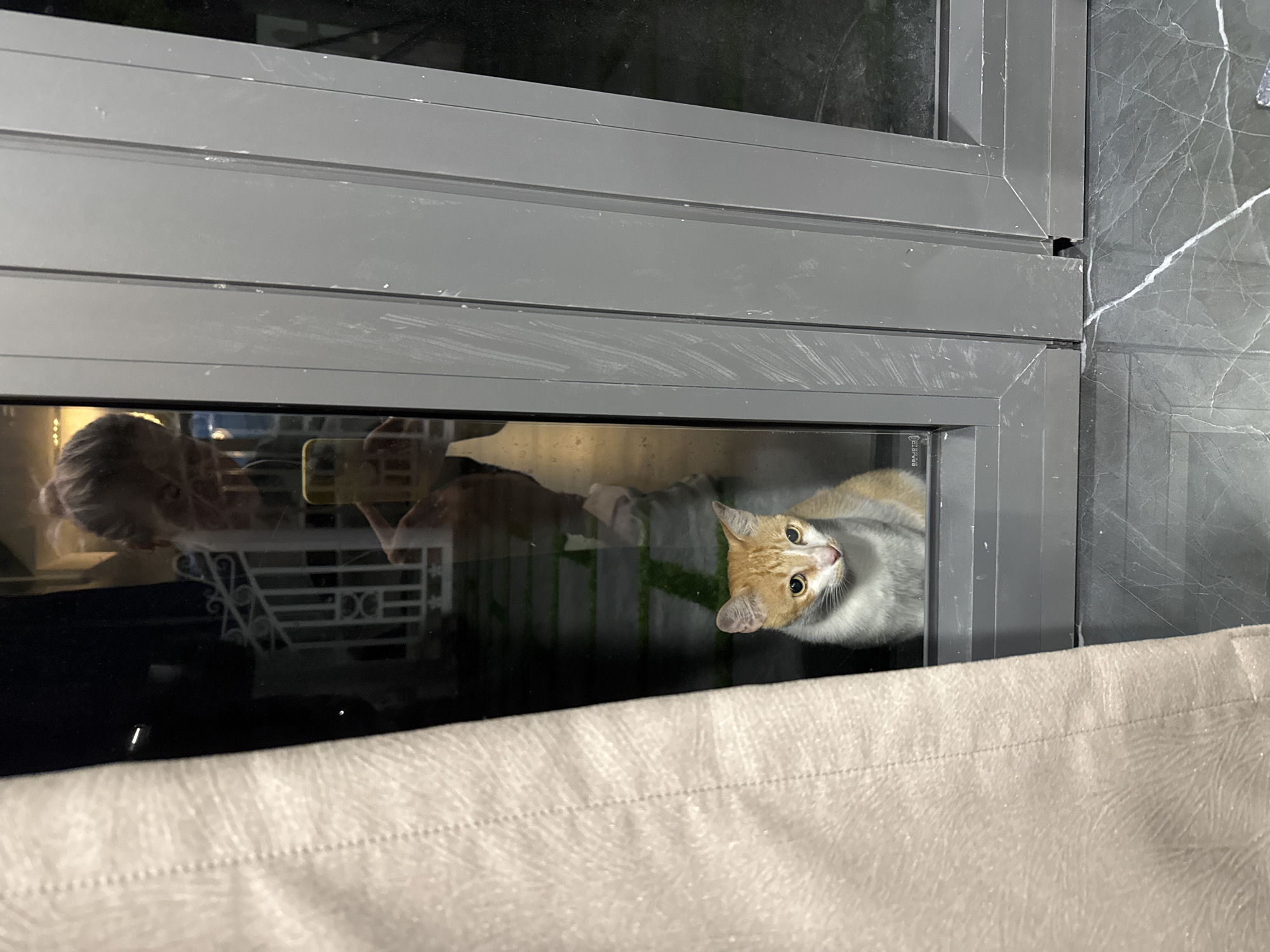 The image shows an orange and white cat looking through a window, partially obscured by a light-colored curtain. A reflection in the window shows a person holding a phone. The window frame is grey. The location is Unknown, Unknown.