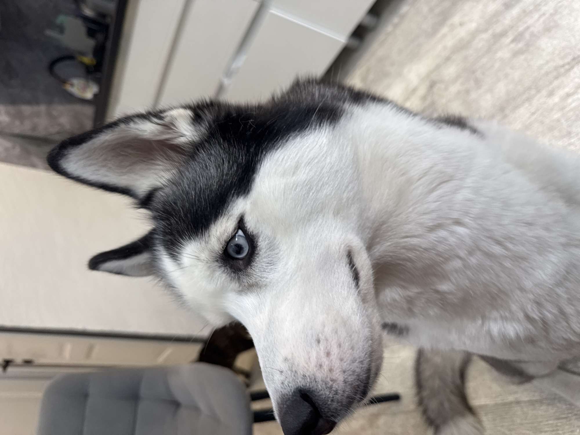 A close-up portrait captures the head of a striking Siberian Husky dog, positioned with a slight tilt. The dog's left side of its face, including a piercing blue eye, a dark nose, and a pointed black and white ear, is prominent in the foreground. Its fur is a mix of dense black and white, with black markings framing its face and covering parts of its head and ears, while extensive white fur covers its muzzle, cheeks, and neck. The dog's expression is attentive and curious, with its blue eye directly engaging the viewer.
The background is softly blurred, indicating an indoor setting. On the bottom left, a part of a grey upholstered object, possibly a chair or sofa armrest, is visible. Further back, there are indistinct light-colored surfaces, potentially walls or furniture, and a light-colored floor, which appears to have a subtle texture. The overall lighting suggests a well-lit interior environment. No visible text is present in the image.