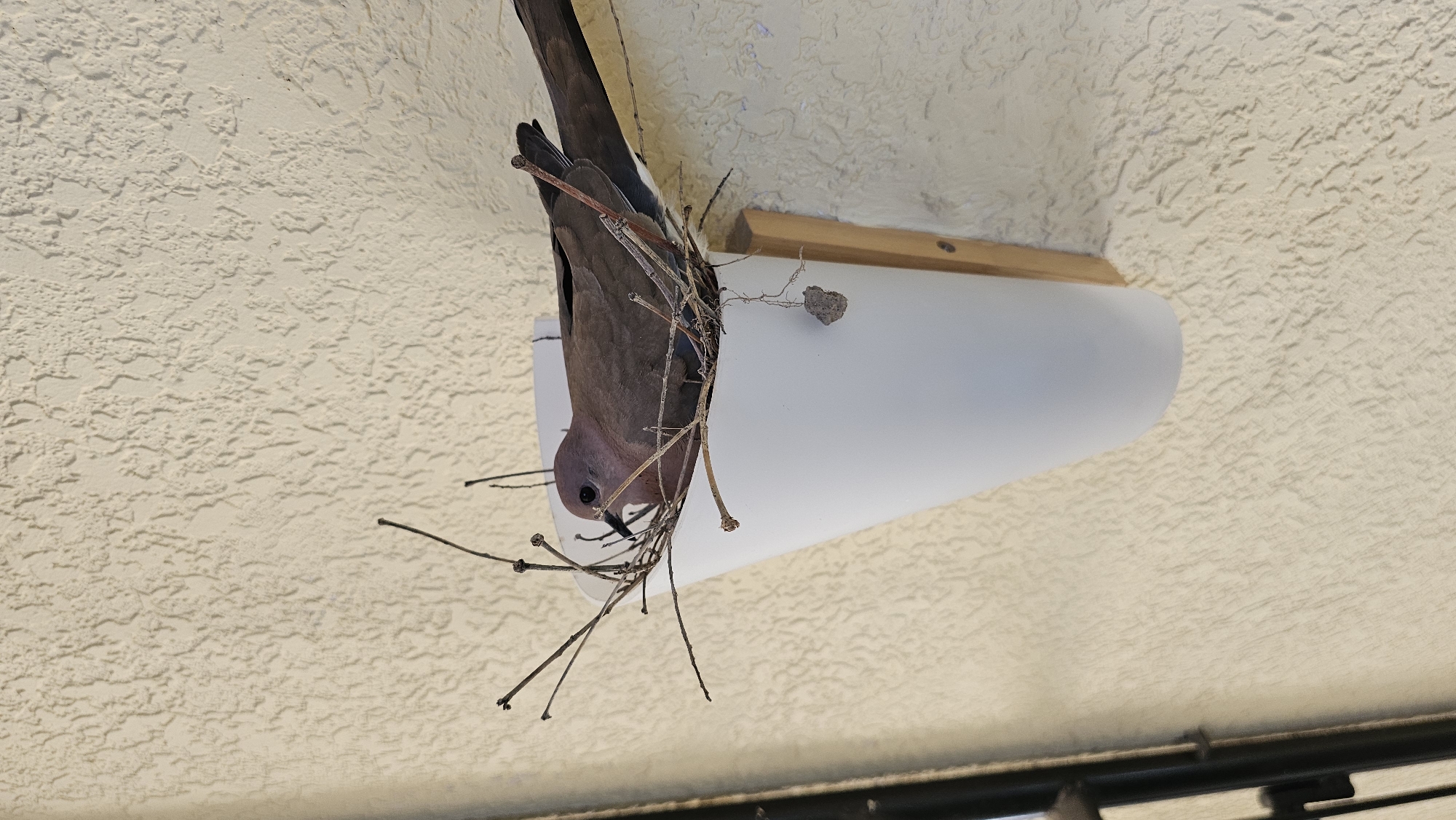 A dove is perched upside down inside a white, cylindrical light fixture attached to a textured, cream-colored ceiling. The dove is dark brown with some white feathers visible on its wing. It is surrounded by twigs, which appear to be part of a nest-building effort. The light fixture is partially obscured by the nest material. The scene is indoors or under a sheltered area, as indicated by the ceiling and light fixture. The specific location of the city of Tashkent, Uzbekistan is not evident from the provided visual data.