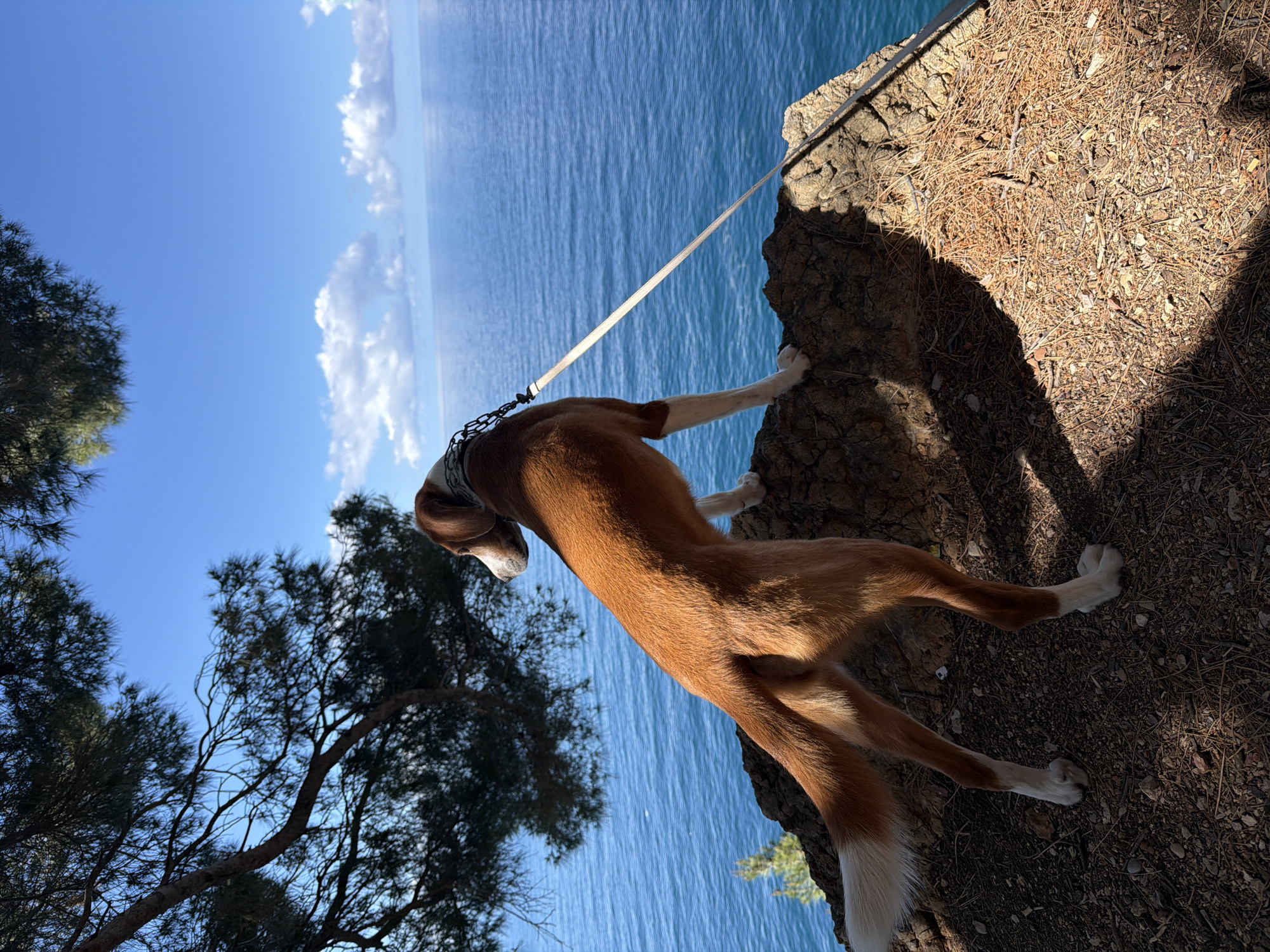 A tan and white dog stands on the edge of a rocky cliff overlooking a body of water on a sunny day. The dog has its front paws resting on the cliff edge and is attached to a leash. To the left of the dog, a tree frames the scene. The water stretches out to the horizon under a blue sky dotted with clouds. The scene is near Petrovac centar, Montenegro.