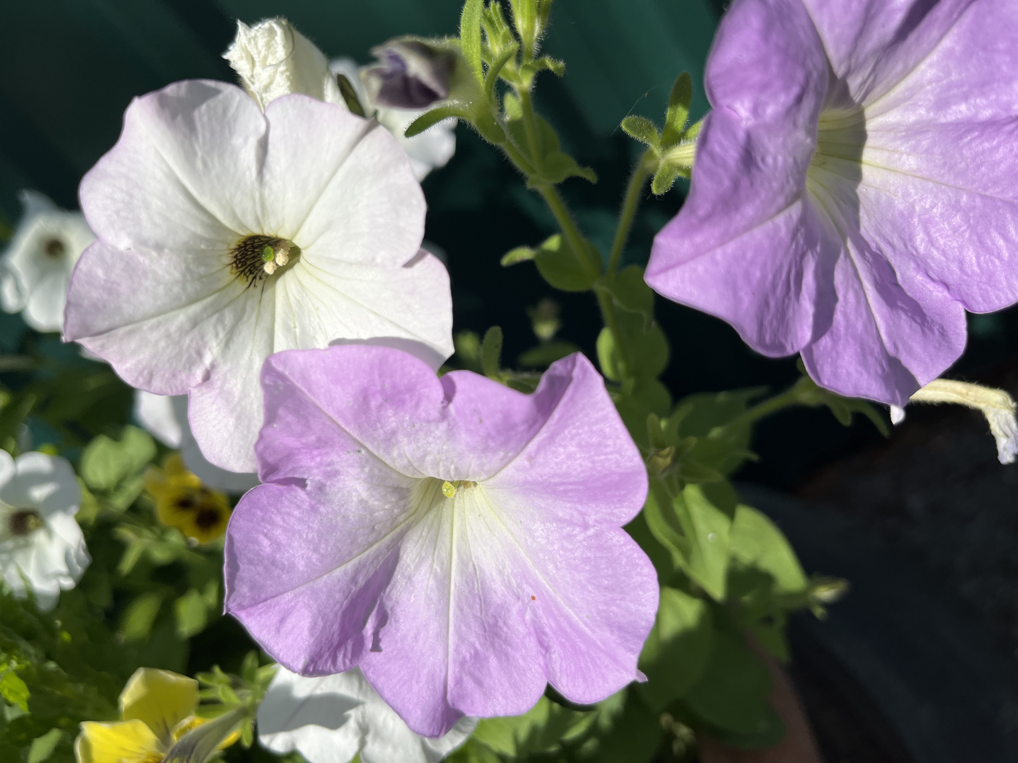 A close-up, overhead shot shows a cluster of petunias with vibrant purple and white blooms. The flowers are in full bloom, with delicate petals and visible stamens in the center. The foliage is a lush green, providing a natural backdrop to the colorful flowers. The scene is bathed in bright sunlight, casting subtle shadows and highlighting the textures of the petals.