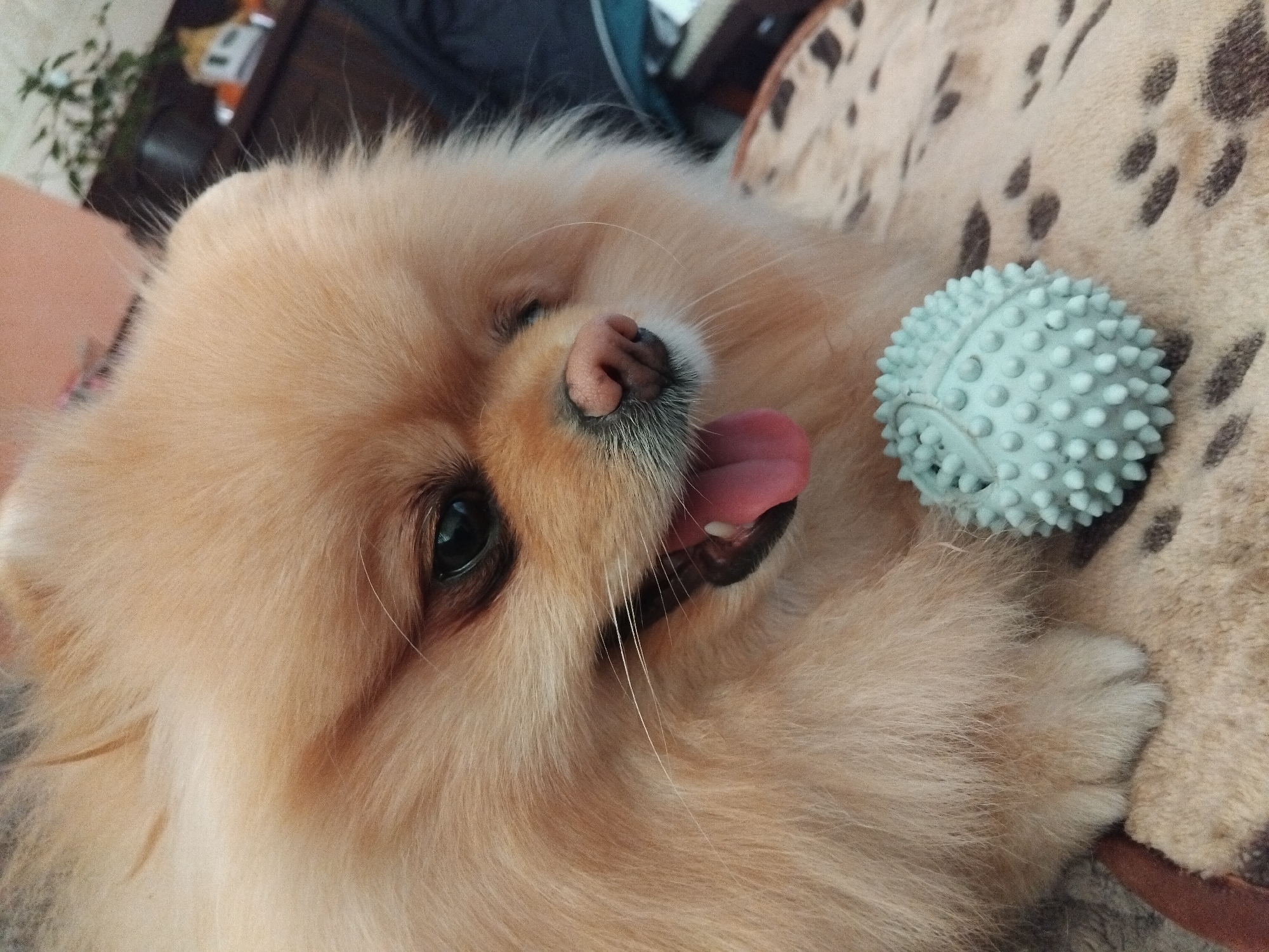 A close-up shot of a light-brown Pomeranian dog lying on a patterned blanket. The dog has a pink nose and tongue sticking out. A light-blue rubber ball with nubby texture rests next to the dog. The location is Apriltsi, Bulgaria.