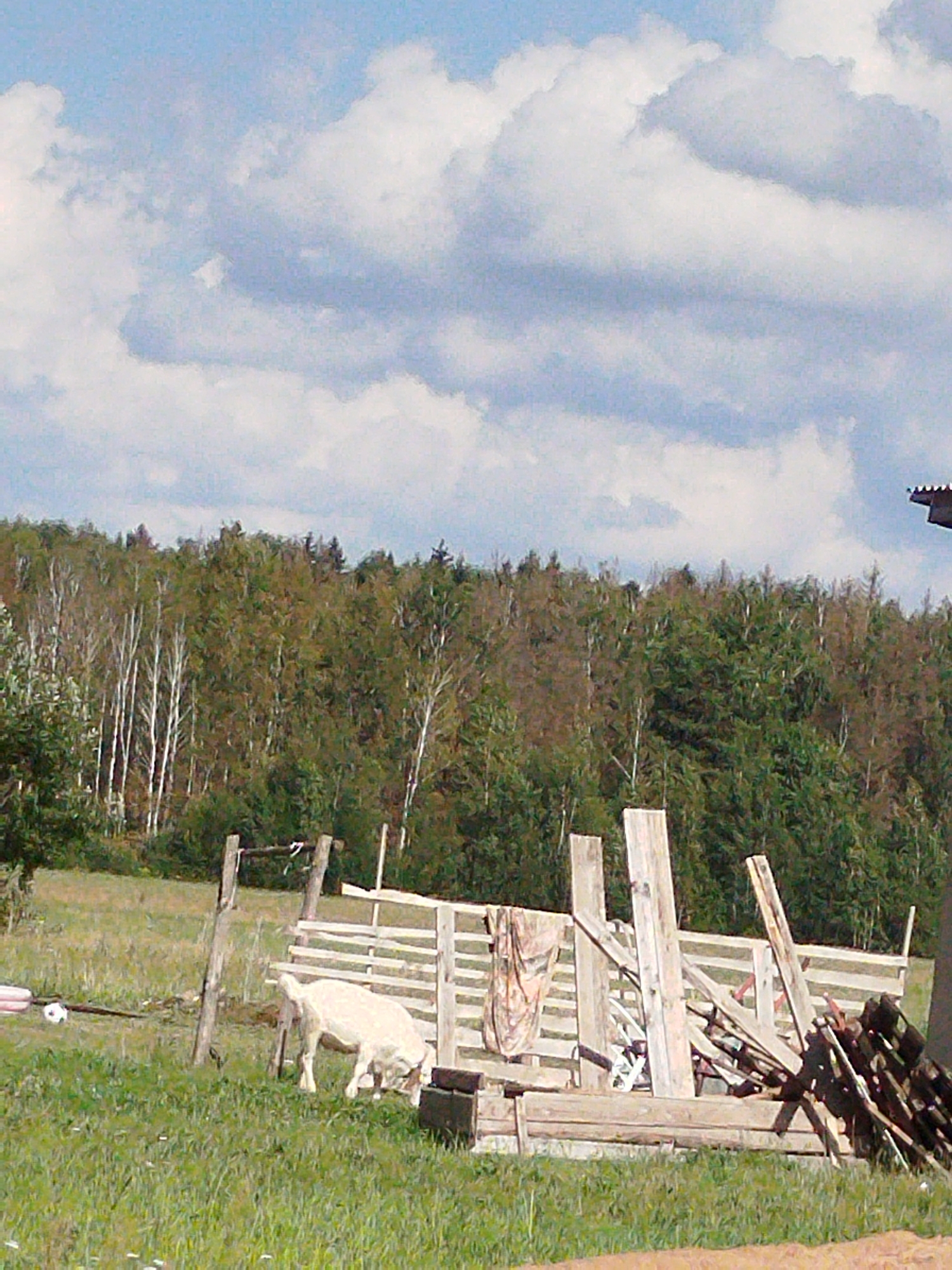 The image depicts an outdoor scene in a rural setting, possibly a farm. A white goat is the primary subject, positioned in the foreground, to the left of a wooden enclosure. The goat is facing towards the right and appears to be grazing or drinking from a trough or the ground. Behind the goat is a rustic, unfinished wooden fence or pen structure, with several vertical posts and horizontal planks. A piece of patterned fabric, possibly a blanket or cloth, is draped over a part of the fence. To the far left, on the grassy ground, is a white ball and a dark, elongated object, possibly a stick or a garden tool. In the background, a dense line of trees forms a forest, with a mix of deciduous trees showing sparse foliage and evergreens. The sky above is a light blue, with scattered white clouds. The overall impression is of a quiet, natural environment.