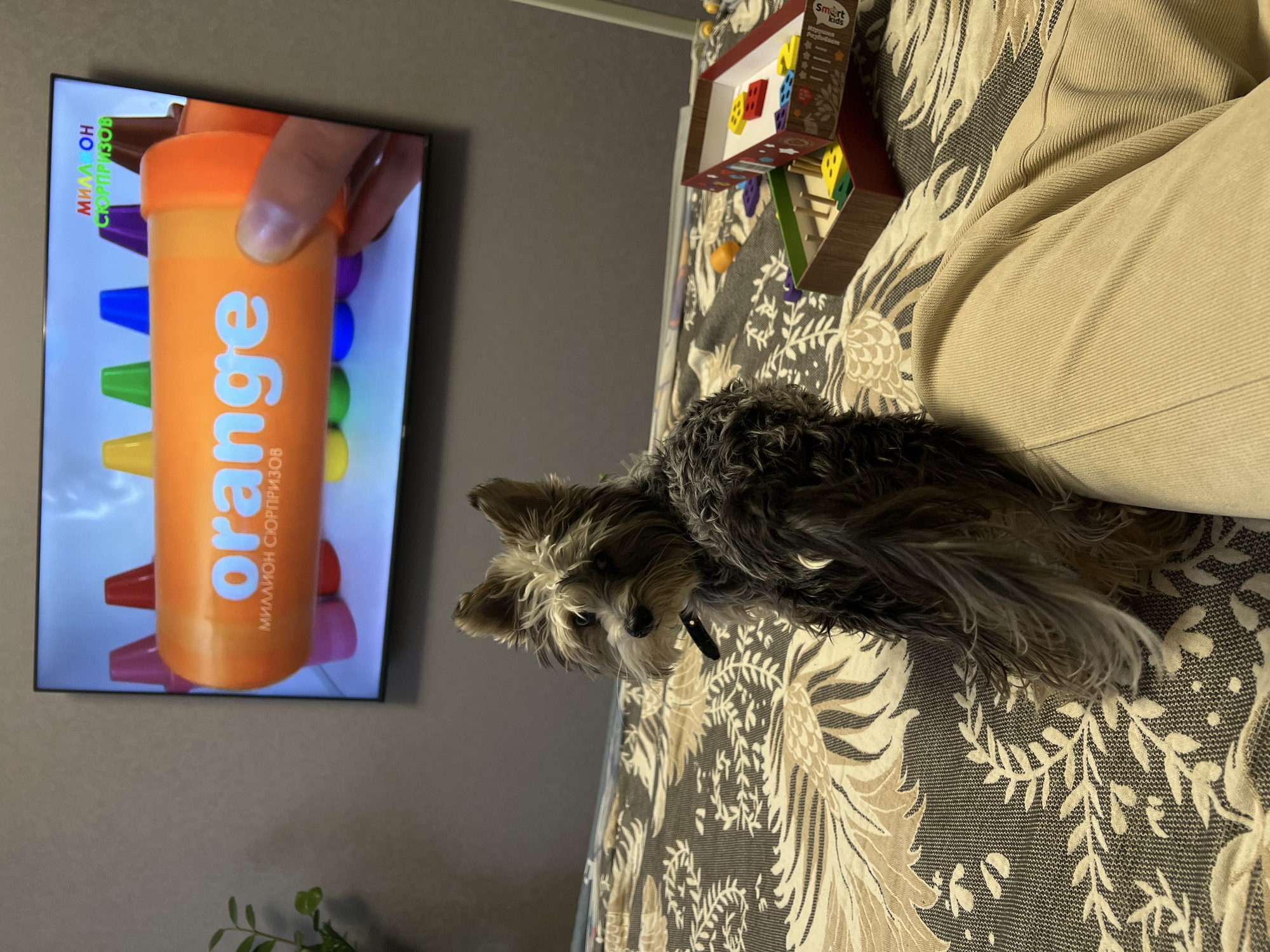 The scene depicts an indoor residential setting in what is specified as the city of Leninakan, Russia. A small, multi-colored dog, possibly a terrier mix with dark grey and light tan fur, sits on a patterned blanket covering a bed or couch. The dog is positioned with its back mostly towards the viewer but has turned its head to look over its left shoulder. It wears a black collar. To the right of the dog, the legs of a person, clad in light beige corduroy pants, are visible, suggesting the person is also resting on the same surface. In the background, a flat-screen television mounted on a plain grey wall displays a colorful image. The screen shows a hand holding an orange cylindrical object with the word "orange" prominently written in white. Below this, Cyrillic text translates to "MILLION SURPRISES." Behind the orange object, several large, crayon-shaped objects in various colors (red, yellow, green, blue, purple, brown) are arranged. More Cyrillic text, "МИЛЛИОН СЮРПРИЗОВ СМАРТ КИДС" (Million Surprises Smart Kids), is visible in the top right of the TV screen. To the right of the dog, on the patterned blanket, an open box containing various small, colorful geometric shapes and wooden pegs, resembling a children's sorting toy, is present, with some individual shapes scattered nearby. A small green potted plant is partially visible on the far left of the image.