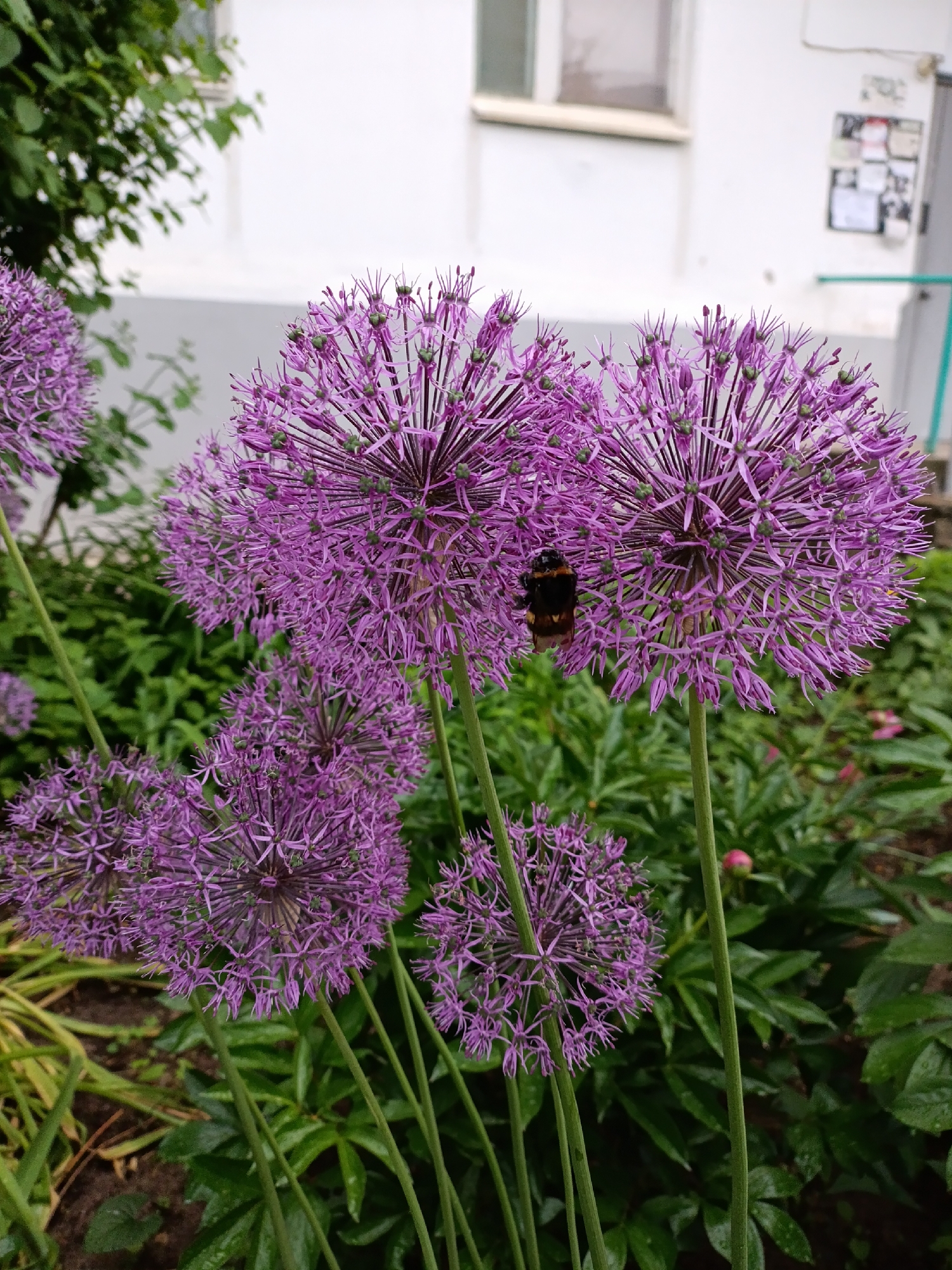 The image shows a cluster of purple allium flowers in a garden setting. A bumblebee is visible on one of the flowers, suggesting pollination is taking place. The background features a white building with a window and what appears to be a bulletin board. This is likely a residential or community building. Based on the prompt, the location is Chaikovsky, Russia, but specific street or park cannot be determined from the image. The foreground displays green foliage and damp soil. The overall impression is a spring or summer scene in a well-tended garden space within an urban area.