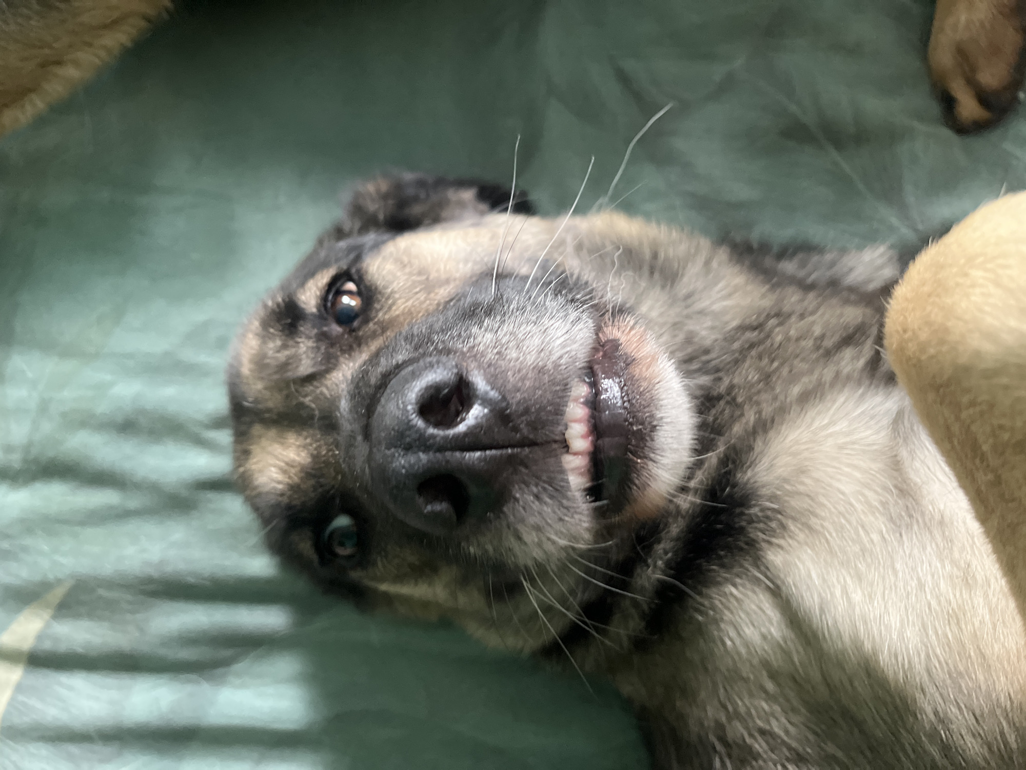 A close-up, low-angle selfie-style shot captures a dog with a gray and tan coat, lying down on a green, textured surface, possibly a blanket or bed. The dog's mouth is slightly open, revealing its teeth in what appears to be a smile. Its eyes are looking directly at the camera. The background is out of focus, with soft green tones. The image does not contain any information or context related to the city of Nizhny Tagil, Russia.