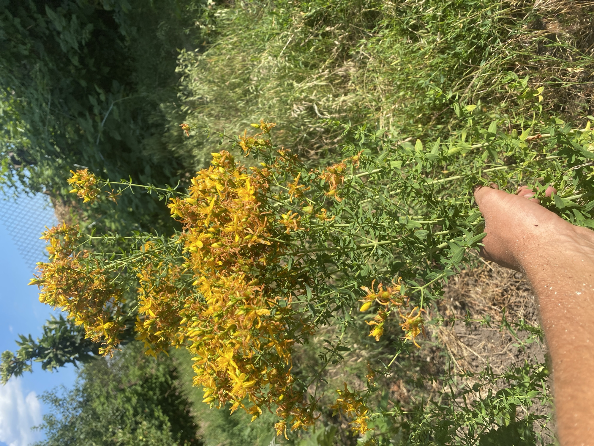 A close-up, vertically oriented shot captures a hand reaching out towards a cluster of St. John's Wort flowers. The plant exhibits numerous small, yellow blooms with prominent stamens, some of which are beginning to turn brown and wither. The leaves are small, green, and lance-shaped, growing in opposite pairs along the stems. The plant appears to be growing wild, amidst other green vegetation and dry grasses. In the background, a blurred view of trees and a bright blue sky with wispy white clouds suggests an outdoor setting on a sunny day. A partial view of a chain-link fence is visible on the left side of the frame. The scene evokes a sense of summer and nature. No visible text is present.