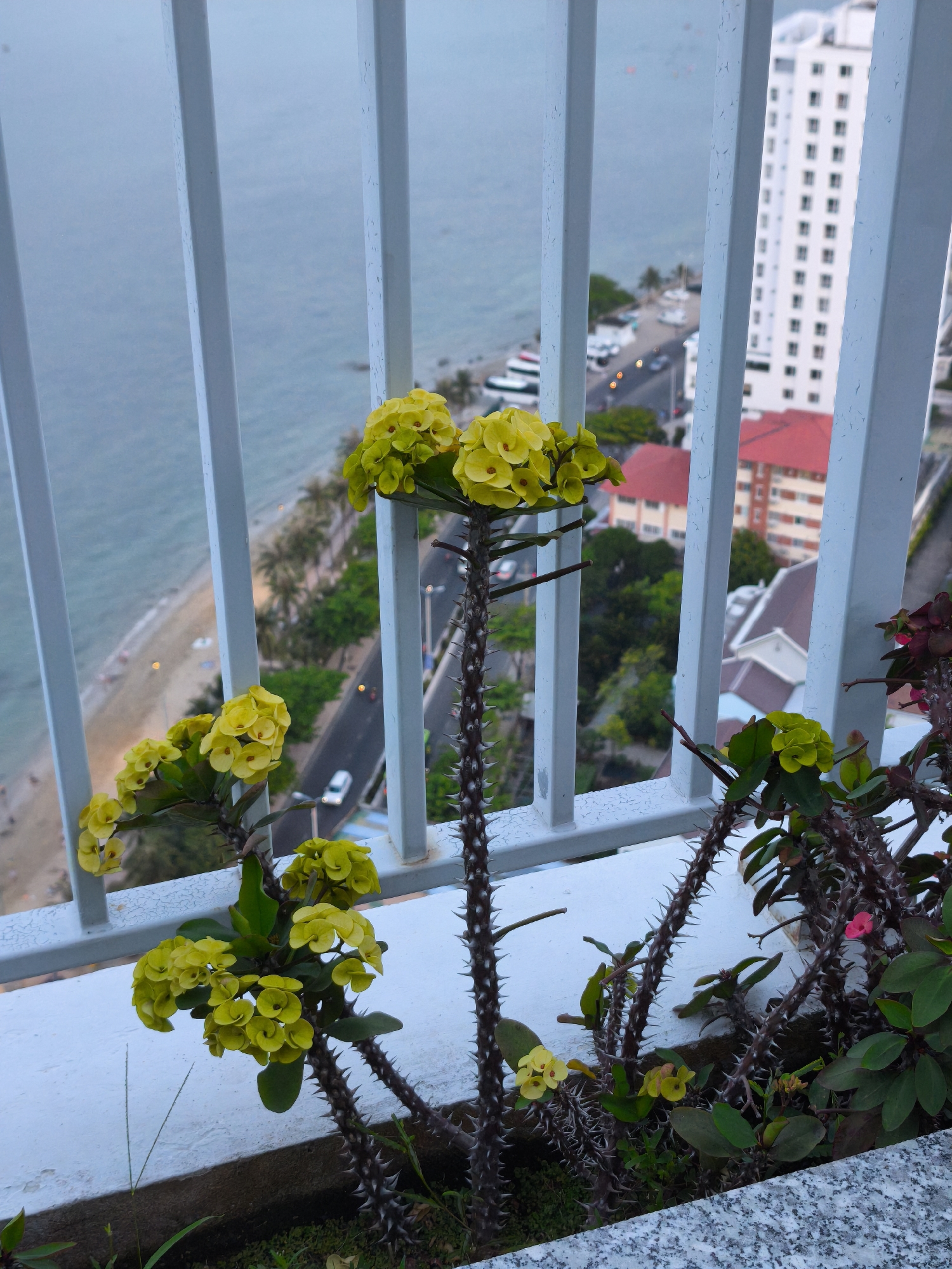 This is a vertical, eye-level shot of yellow Crown of Thorns flowers in a planter box, viewed from a balcony. The balcony railing, made of white painted metal, runs across the upper portion of the image. Beyond the railing, a panoramic view of a coastal city is visible, featuring a beach, a road with cars, several buildings, and a body of water. The scene appears to be set in Bac Nha Trang Ward, Vietnam.
The foreground is dominated by the thorny stems and vibrant yellow blossoms of the Crown of Thorns plants. Some green leaves are also present, and a single pink flower can be seen on the right side of the image. The flowers are clustered together, with individual blossoms being small and petal-like. The thick, thorny stems are a dark brown and stand out against the lighter background.
In the mid-ground, a coastal road curves alongside a sandy beach. Cars are driving on the road, and there are some boats docked near the shore. Palm trees are scattered along the roadside, adding a tropical feel to the scene.
The background consists of a mix of buildings. A tall, white, multi-story building with many windows is prominent on the right side, suggesting a hotel or apartment complex. Other buildings with red tiled roofs are also visible. The sea extends to the horizon, appearing calm and with a muted blue-grey color.
The lighting suggests it is either early morning or late afternoon, possibly during overcast weather, as the light is soft and diffused, and there are no harsh shadows. The overall mood is tranquil and serene, with the bright flowers providing a pop of color against the more subdued tones of the landscape. There is no visible text in the image.