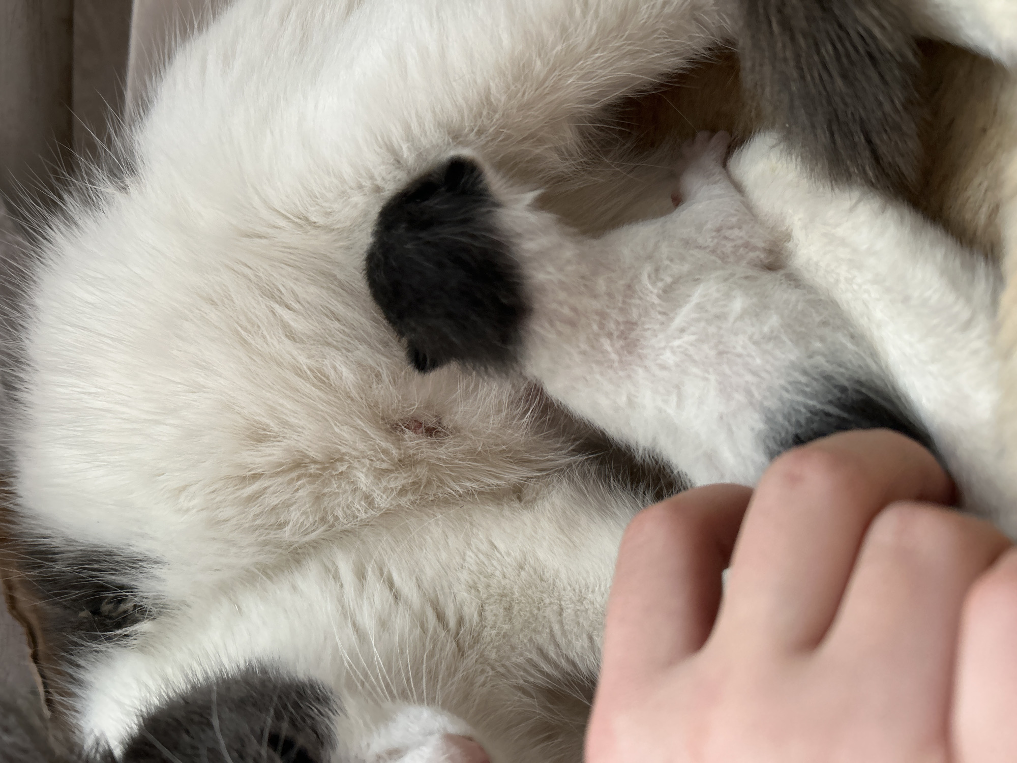 A close-up photograph shows a white cat, likely a mother, lying down with a kitten nestled against her. The kitten appears to be mostly white with a small patch of black fur. A hand is gently resting near the kitten and mother cat. The environment is soft and furry, suggesting the cats are in a comfortable indoor space. Ural'skoe, Russia cannot be determined based on this image.
