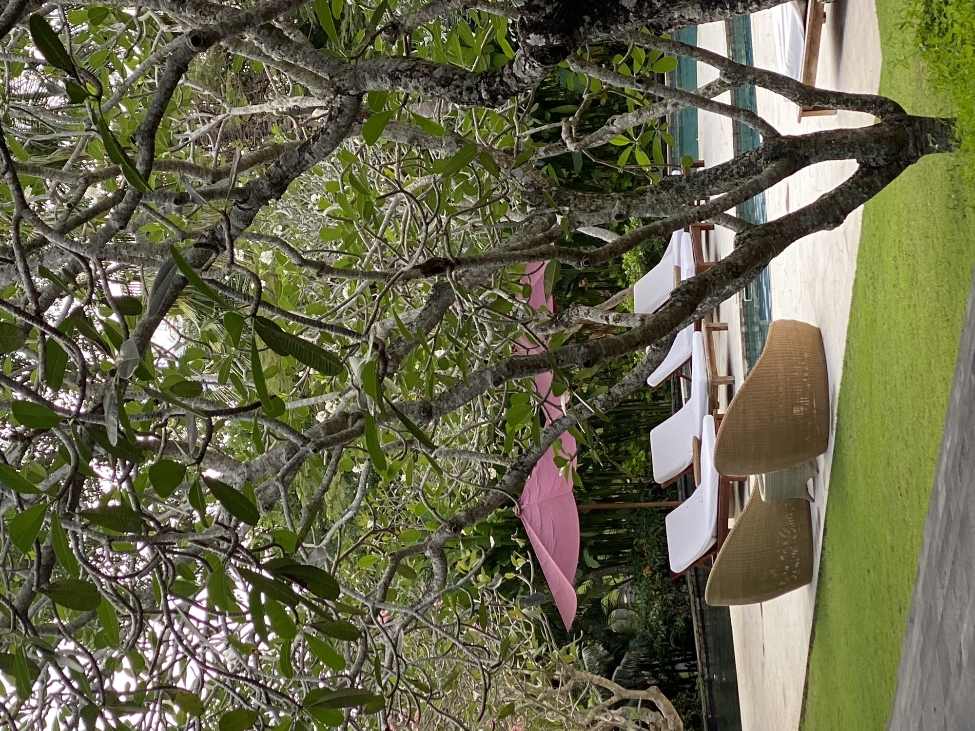 In Kuta Selatan, Indonesia, an outdoor scene is depicted featuring a swimming pool area with lounge chairs and umbrellas. In the foreground, a large tree with gnarled branches and green leaves dominates the frame, obscuring some of the background. Behind the tree, several white lounge chairs with cushions are arranged on a light-colored tiled patio. Two pink umbrellas are partially visible, providing shade over the chairs. A swimming pool with blue water is situated behind the lounge chairs, with lush green vegetation and trees forming a backdrop. In the mid-ground, two woven wicker chairs are placed on the patio. The overall ambiance suggests a resort or hotel setting.