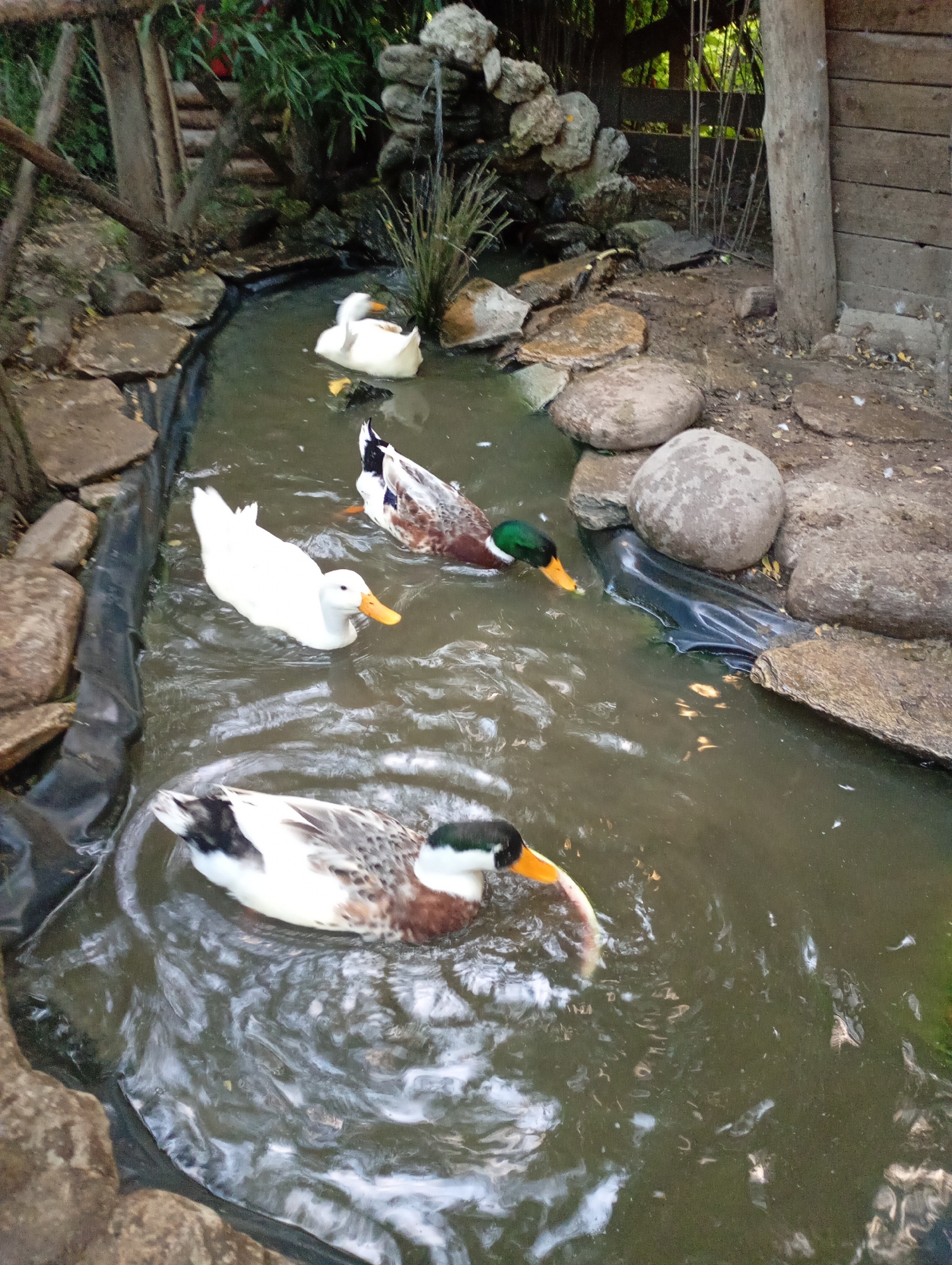 A small, man-made stream with dark, murky water flows through a garden area. The stream is lined with rocks and what appears to be black pond liner. Four ducks are visible in the water. The closest duck, in the foreground, is a mottled brown and white duck with a green head and an orange beak, swimming towards the left. Behind it and slightly to the right, a white duck with an orange beak swims towards the left. Further back and to the right, a duck with brown, white, and black mottled feathers and a green head is swimming towards the left. In the upper part of the stream, a white duck with an orange beak is partially visible, also swimming towards the left. The background consists of lush green foliage, wooden structures, and large grey rocks. There are no people visible in the image. The scene is likely an outdoor garden feature or aviary.
