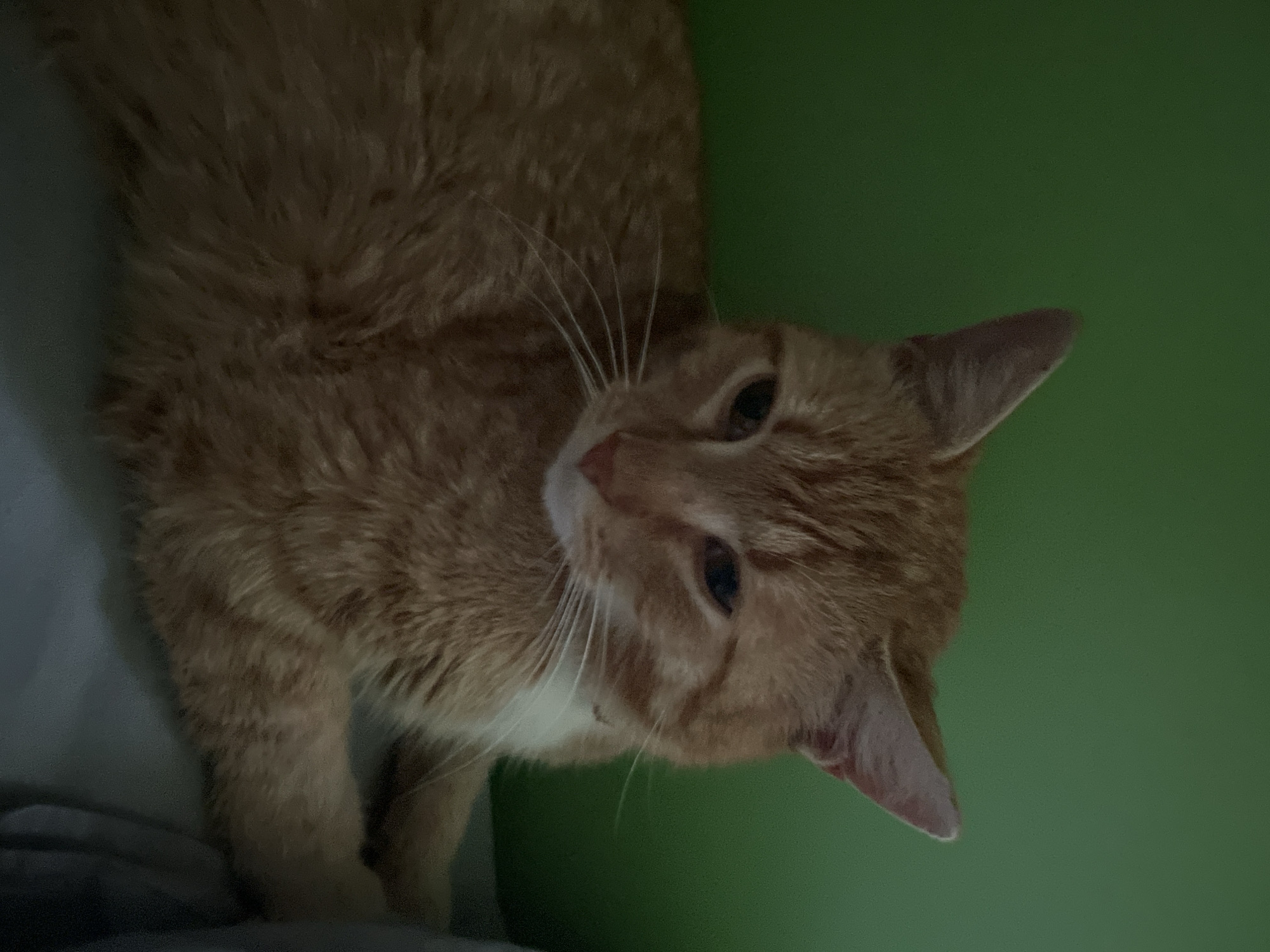 A close-up shot features an orange tabby cat with white fur on its chest. The cat is tilted towards the viewer, its head angled to the left. The background appears to be a solid green color. The cat's whiskers are prominent, and its eyes are visible. The scene suggests an indoor setting, possibly a home. The location is not identifiable as Zlatograd, Bulgaria.
