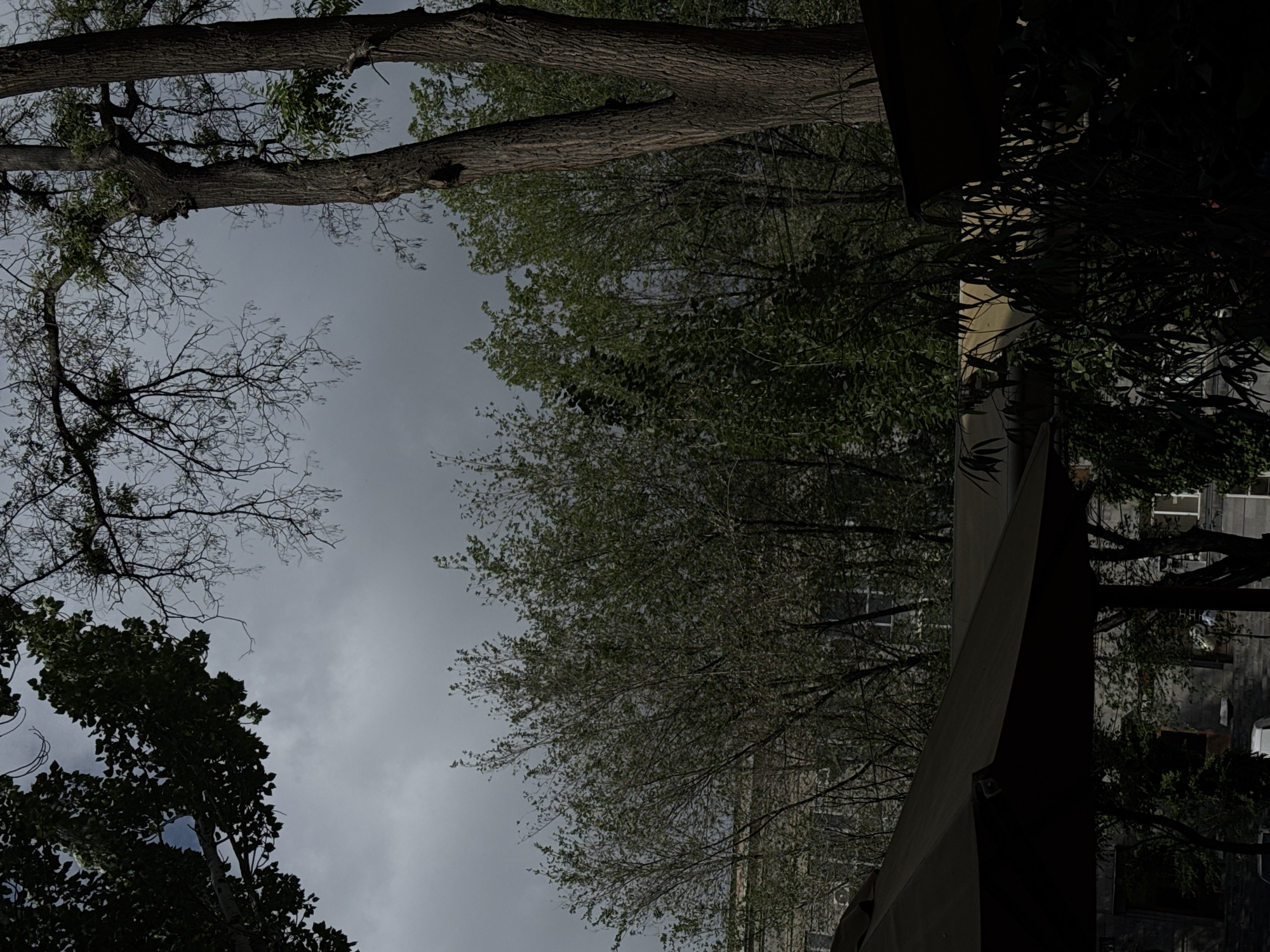 The image depicts a street in Yerevan, Armenia, under a cloudy sky. Trees dominate the frame, with branches and foliage filling much of the scene. Buildings are partially visible through the trees, with a modern architectural structure prominently featured in the foreground, casting a shadow. A street with parked cars and pedestrian activity is visible on the right side of the image.