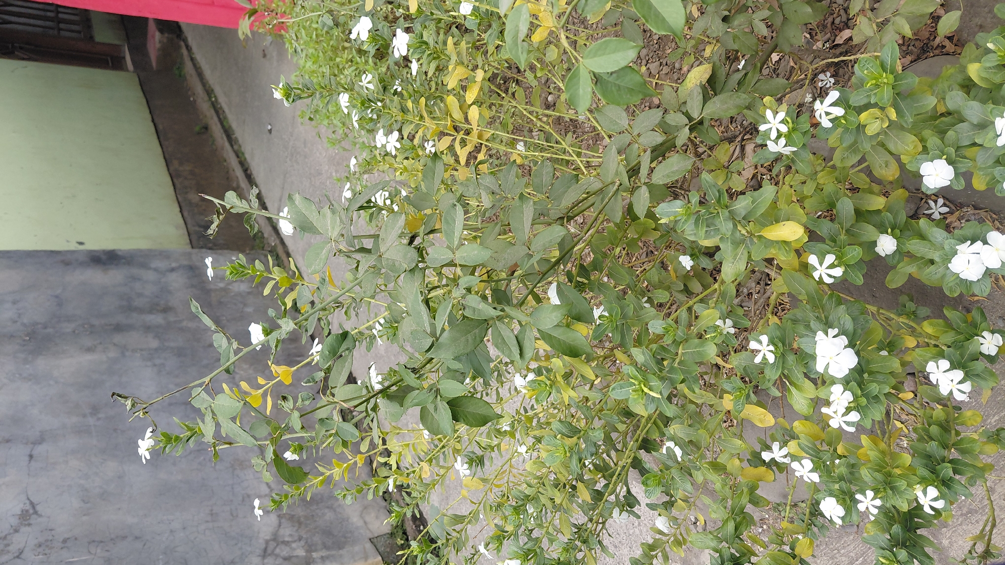 A medium-shot, eye-level photograph captures a dense, flowering shrub in an outdoor, urban setting. The shrub is laden with numerous small, white, five-petaled flowers, interspersed with green leaves and some yellowing foliage, indicating seasonal changes. The plant is positioned on a concrete surface, possibly a pathway or pavement, with a rough, grey concrete wall to the left and a building with light green and red painted sections visible in the background to the right. The ground beneath and around the shrub appears to be covered in small stones and dirt. The lighting suggests it is daytime. The photograph is taken in Pasir Kidul, Indonesia. There are no people or animals visible in the frame.