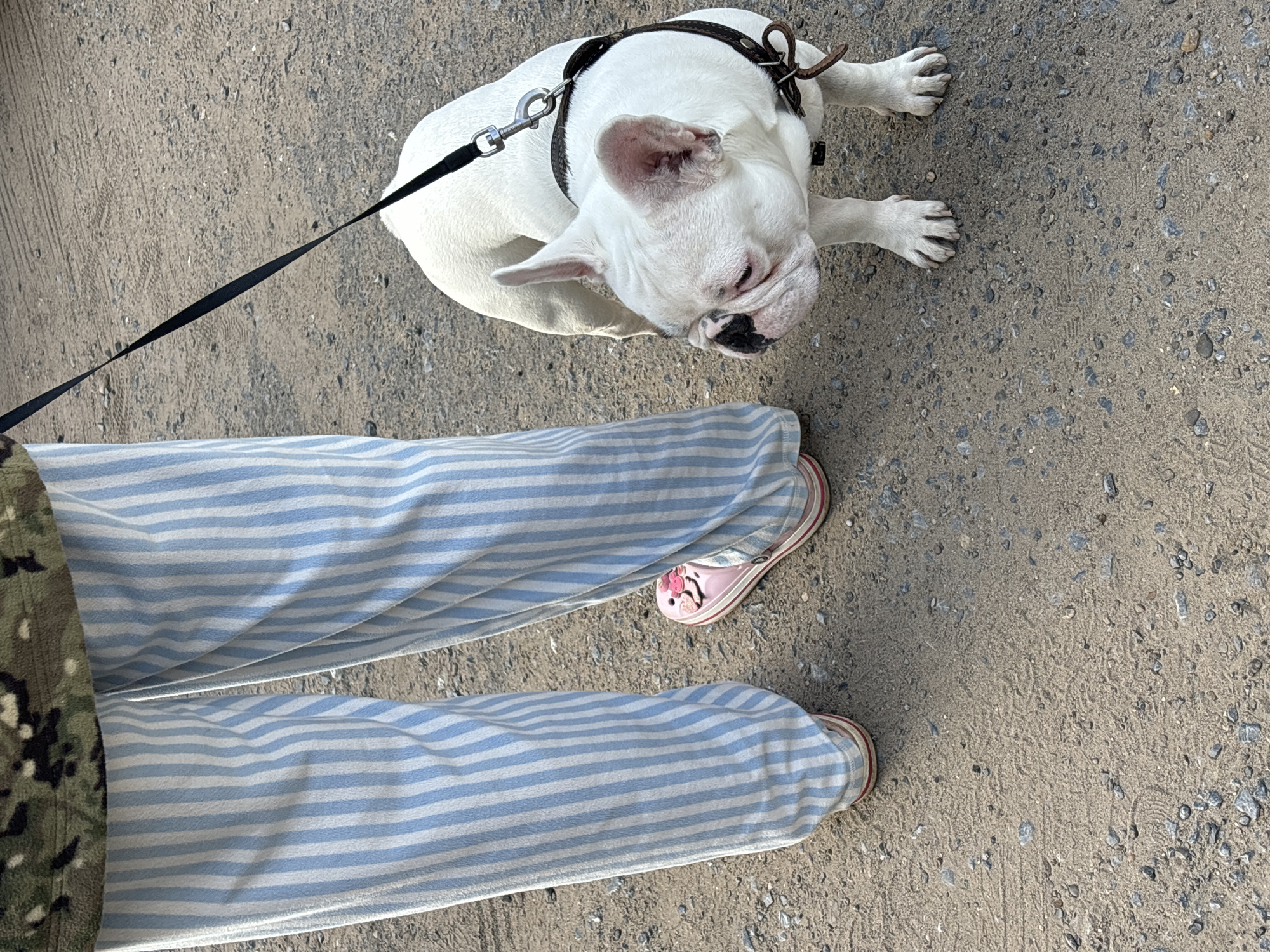 A close-up, eye-level shot shows a person's legs and a white French bulldog. The person is wearing a camouflage jacket and blue and white striped pajama pants. Their feet are shod in pink slide sandals with flower embellishments. The dog, leashed with a dark leather harness and black leash, stands on a gravelly, dirt surface. The French bulldog has white fur, a black muzzle, and is looking down and to the left. The scene is set on an outdoor, unpaved area. The overall impression is casual, domestic. The location is unspecified.