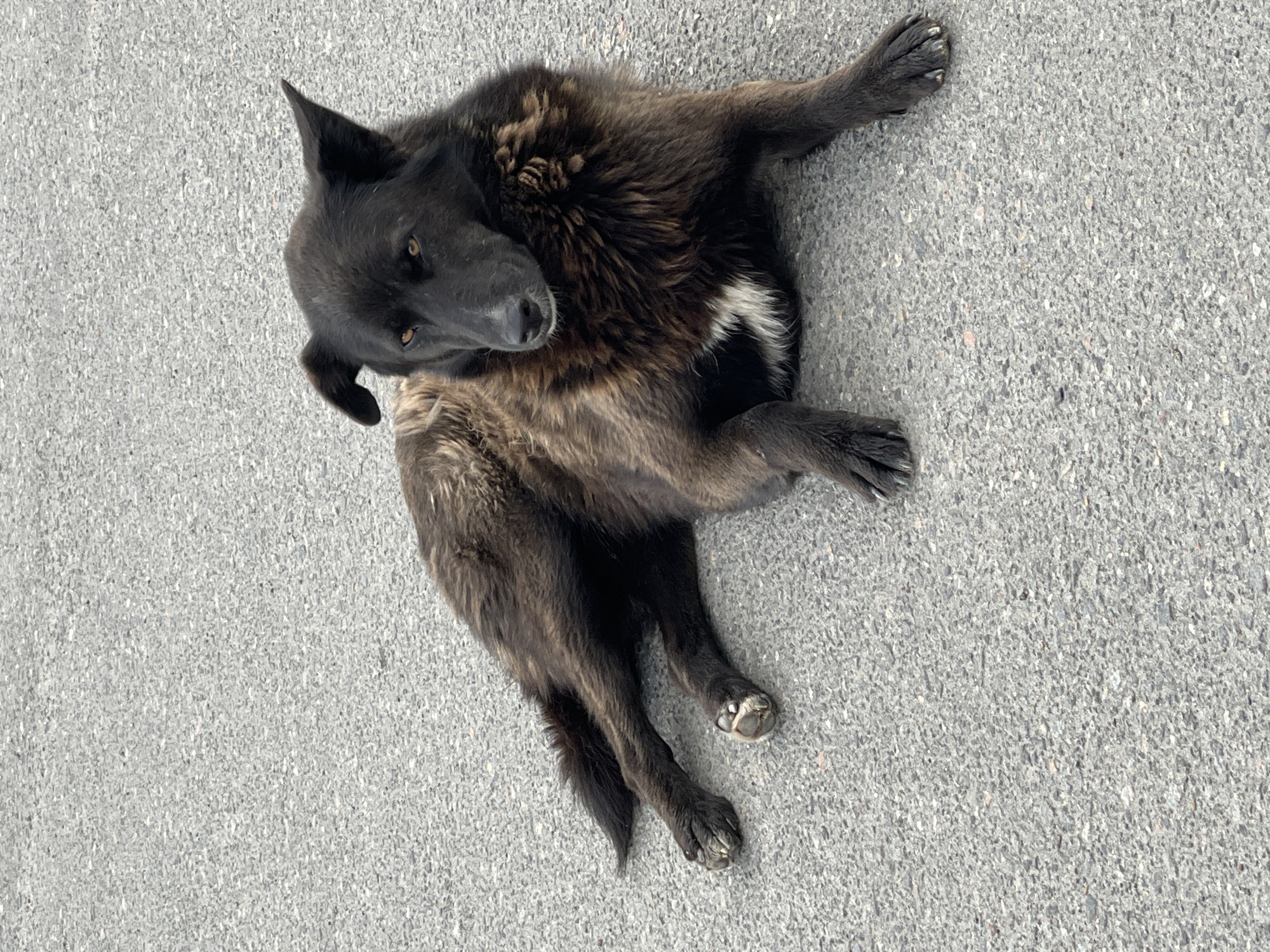 A medium-sized black dog with brown underfur and some white fur on its chest is lying on a gray asphalt surface. The dog is looking directly at the viewer with its head tilted. The location is presumed to be Бавыкино, Russia, based on the provided metadata.