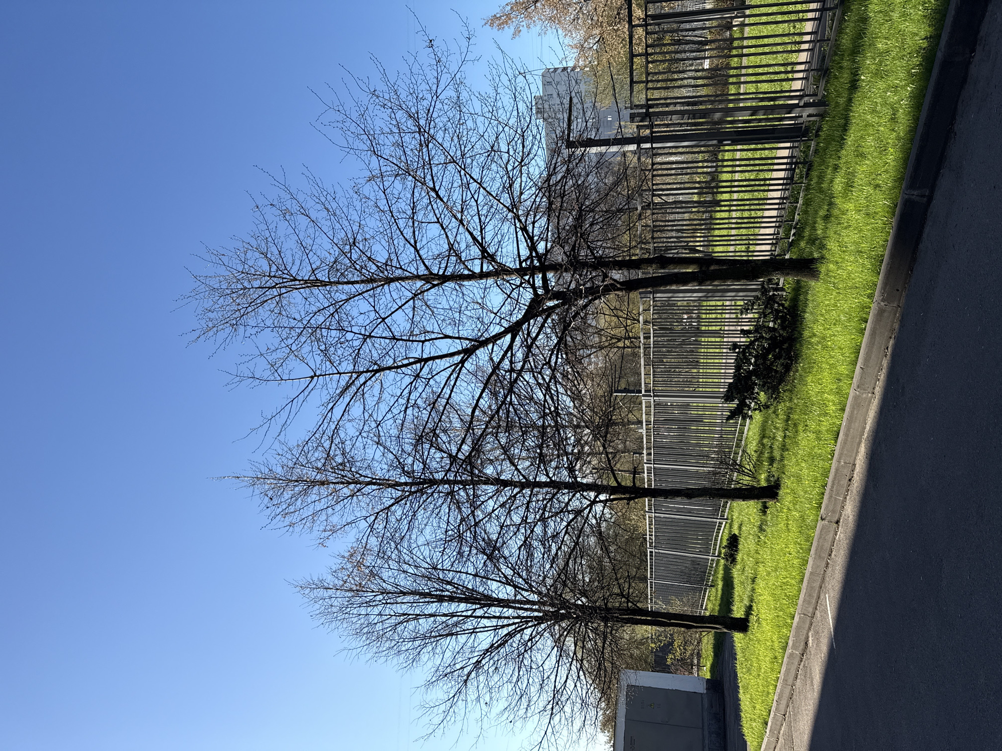 The image shows a row of bare trees along a fence, with a strip of green grass between the fence and a paved road. The sky is clear and blue. In the background, there is a building, possibly residential, indicating an urban environment. Based on the style of the fence and building, this could be located in Moscow, Russia. There are no people visible in the scene.