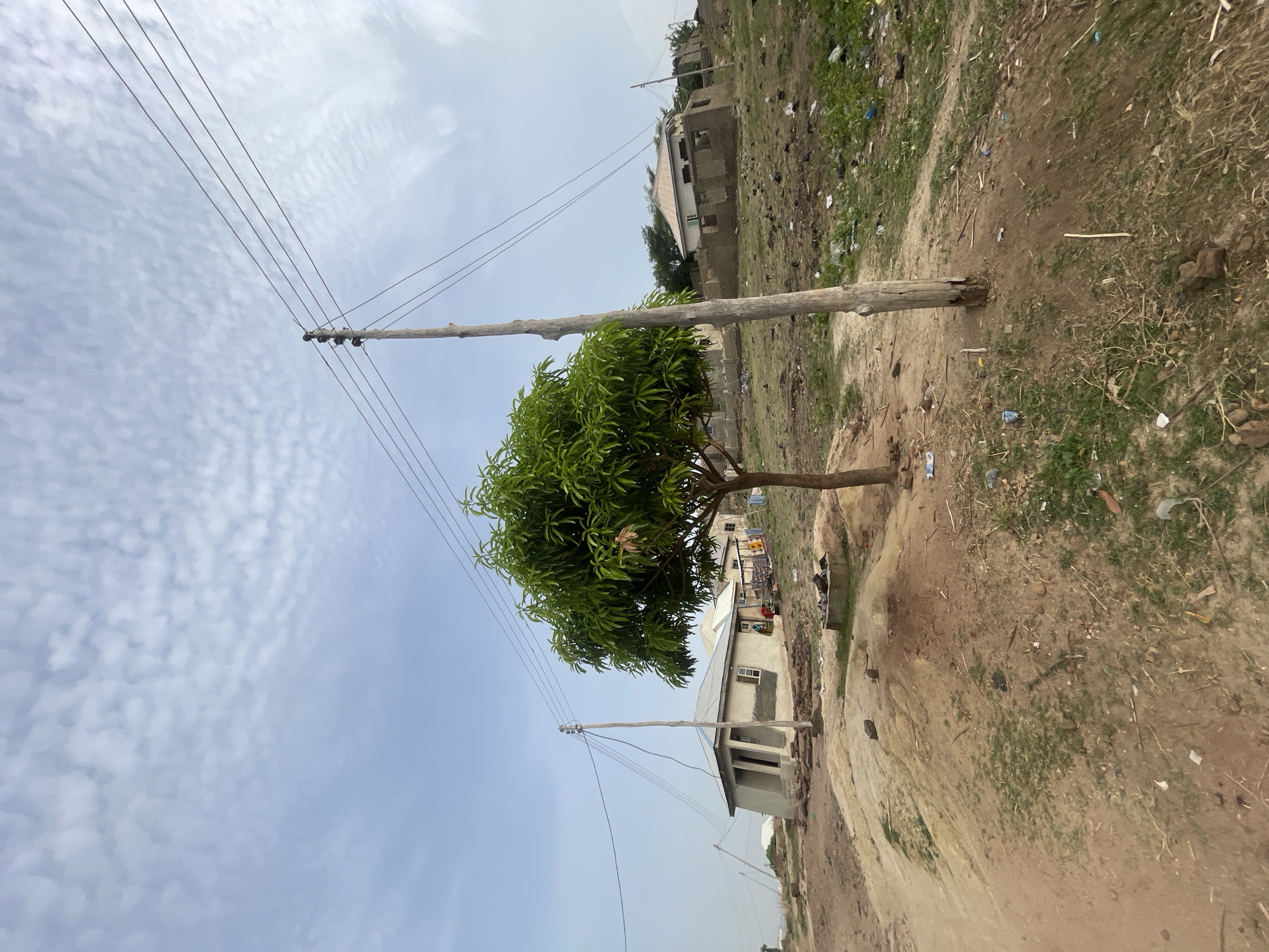 The image, taken in Lokoja, Nigeria, presents a static, bright daylight scene of a semi-urban or rural environment. The perspective is slightly upward, featuring a light blue sky with numerous small, white, patchy clouds (resembling altocumulus) covering much of the upper frame.
In the foreground and midground, a tall, slender wooden utility pole stands prominently on the left side, supporting multiple power lines that stretch across the sky and lead towards another unseen pole. A vibrant green, leafy tree, likely a mango tree, is positioned in the lower-middle, its foliage obscuring part of a building behind it.
The ground is unpaved, consisting of dry, light brown earth with scattered patches of sparse green grass. Unfortunately, the ground is also littered with various debris, including plastic bottles, wrappers, and wood scraps, indicating a lack of formal waste management.
Several buildings are visible in the midground and background. One prominent two-story structure, partially visible behind the tree and power pole, appears to be under construction or unfinished, characterized by concrete block walls and a white-colored roof section. Other less distinct structures are visible further in the background, amidst more unkempt ground. No human activity or specific event is explicitly depicted. The bright light suggests it is midday or early afternoon. There is no visible text in the image.
