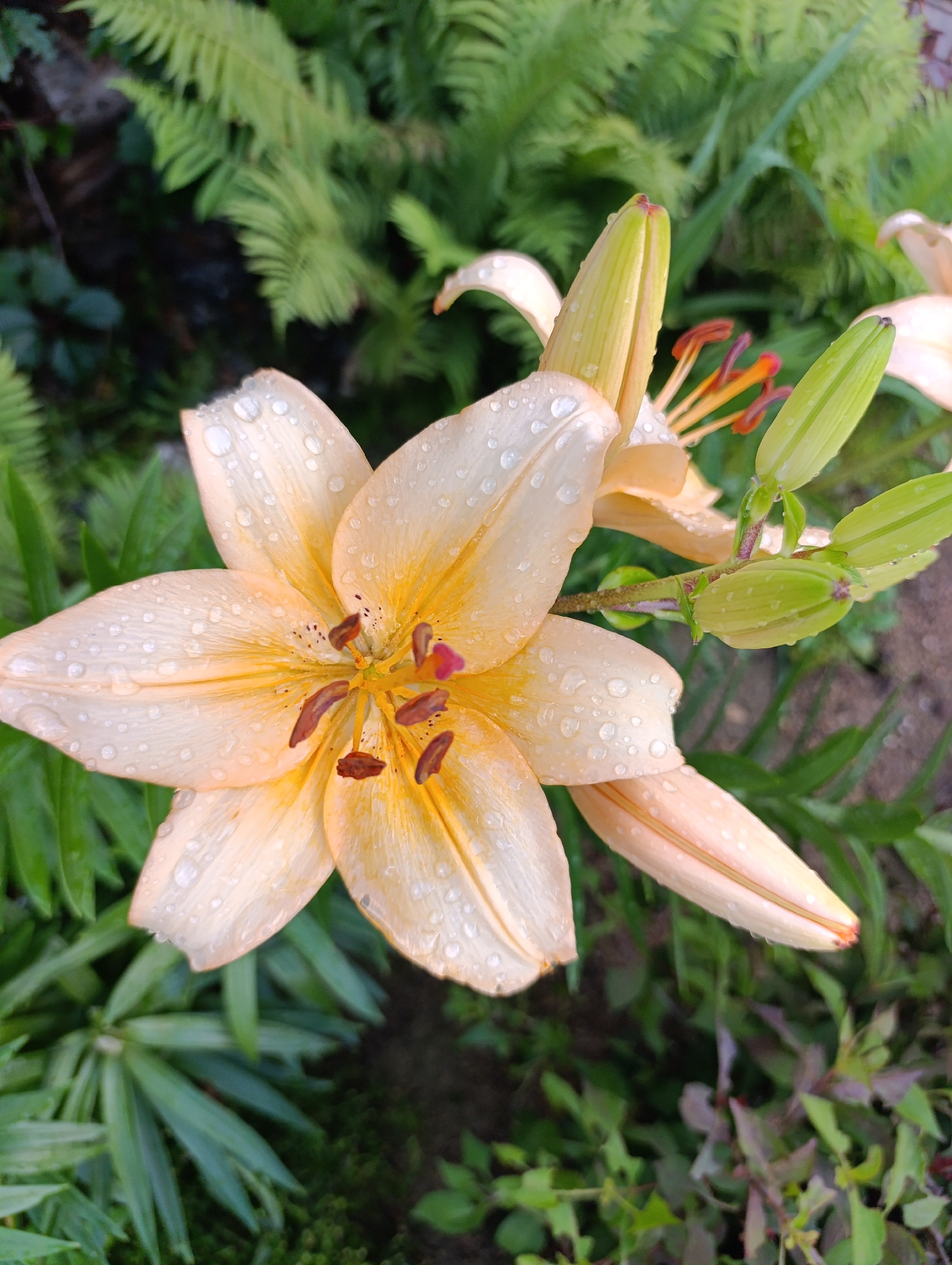 An overhead shot captures a delicate, light peach lily in full bloom, its petals adorned with numerous water droplets. The lily's center features prominent brown stamens tipped with red. To the right, several lily buds are visible, their green sepals tightly closed. The background consists of lush green foliage, including ferns. The scene appears to be outdoors, possibly a garden, given the presence of plants and a hint of soil. The lighting suggests it might be a cloudy day or that the photograph was taken shortly after rain, given the water droplets on the petals. There are no people or animals present in the image. The image does not provide any specific information that would allow for the determination of its location within the city of Artyom, Russia, or any other geographical context.