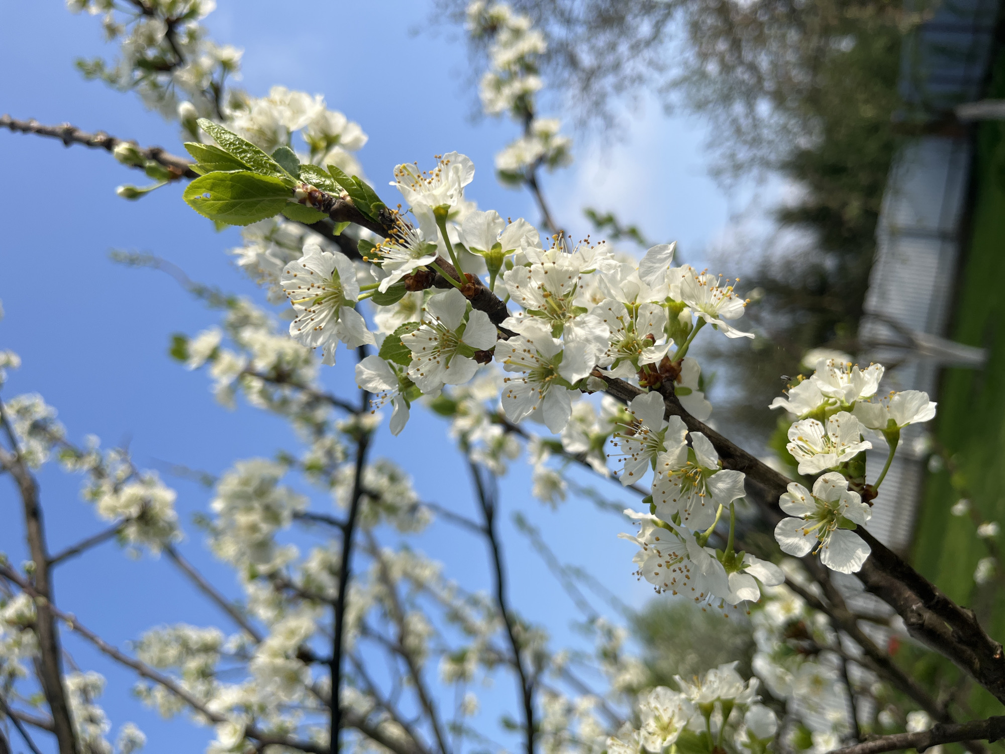 The image captures a blossoming tree branch in Большое Саврасово, Russia. The branch, originating from the lower-left, stretches horizontally across the frame. It is adorned with numerous white flowers, each exhibiting delicate petals and prominent stamens. A cluster of fresh, green leaves is visible near the top-left, indicating new growth. The background reveals a bright, clear blue sky, providing a contrasting backdrop to the white blossoms. In the distance, there are blurred shapes suggesting buildings and other trees.