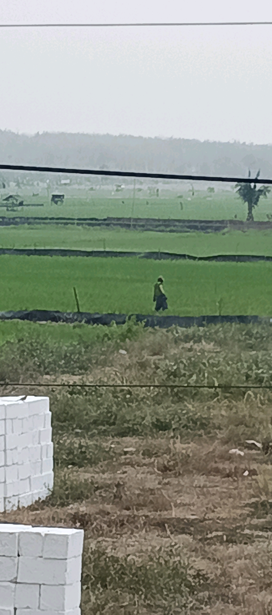 The image depicts a rural landscape, likely in Laren, Indonesia, characterized by vast green rice fields under a hazy sky. In the middle ground, a lone figure, appearing to be a farmer wearing dark clothing and a head covering, walks through the verdant expanse. The foreground shows a stack of white bricks, suggesting ongoing construction or material storage. The background features a dense line of trees and a single palm tree, indicating a tropical or subtropical environment. The overall scene conveys a sense of agricultural activity and the serene, yet potentially humid, atmosphere of a rural Indonesian setting.