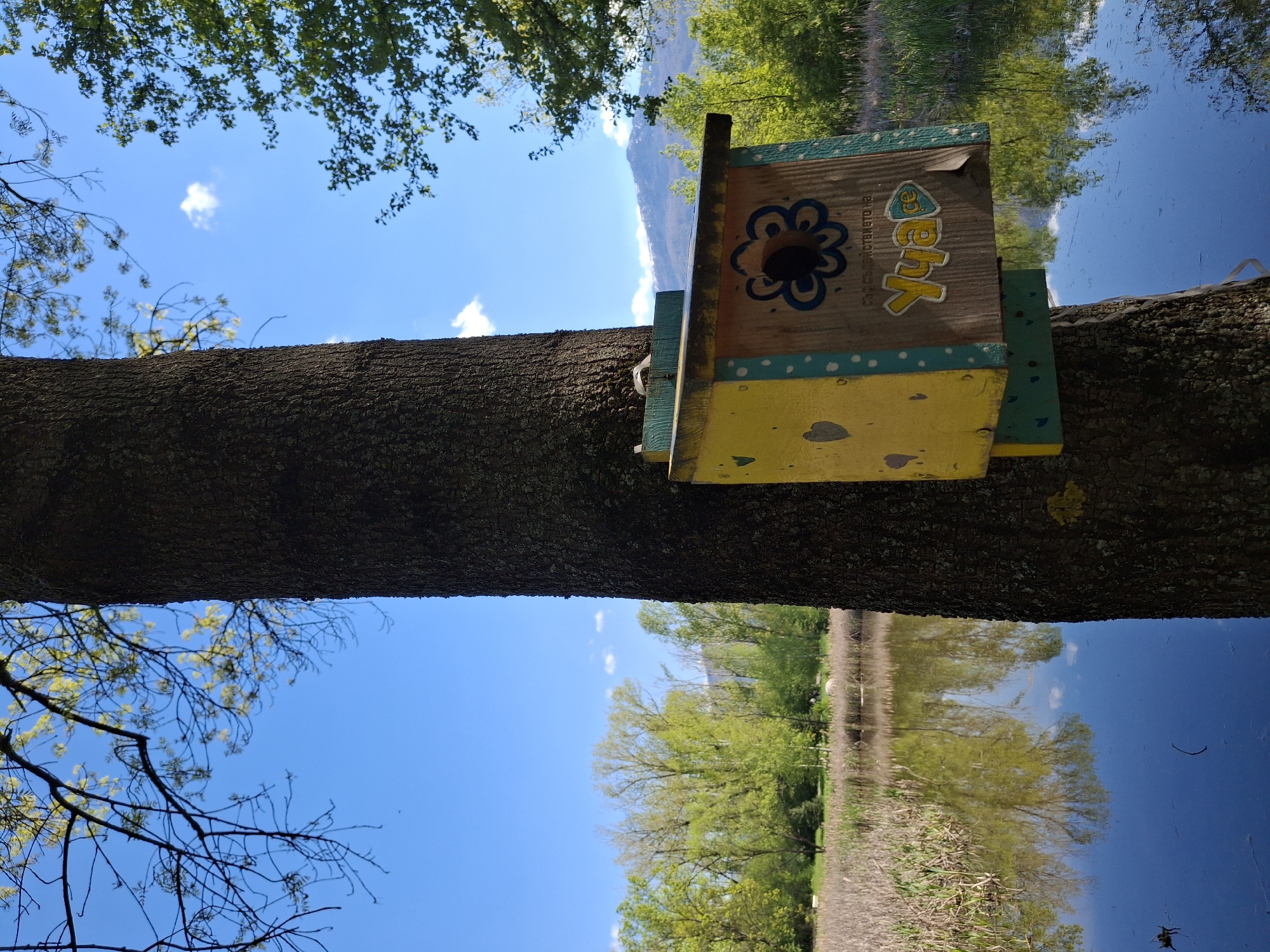 A colorful birdhouse is affixed to a tree trunk, with the sky visible above and a reflection of trees in water below.