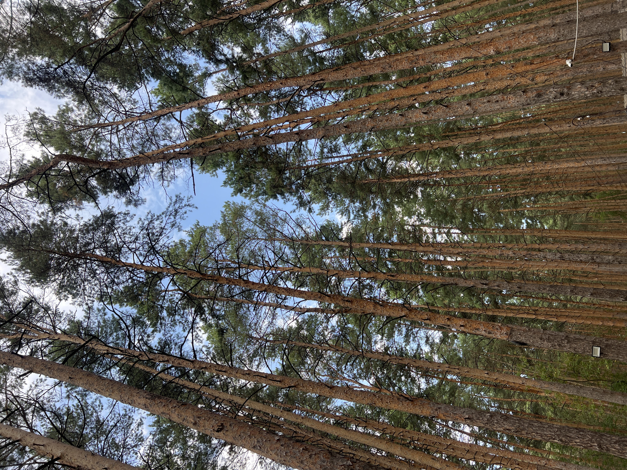 The image shows a perspective view looking up through a dense forest of tall, slender pine trees in Shigaevo, Russia. The trees, with their rough, textured bark in shades of brown and orange, dominate the frame, their branches reaching towards a bright blue sky dotted with scattered white clouds. The dense canopy of green needles creates a dappled effect, allowing glimpses of the sky through the gaps. In the foreground and mid-ground, several trees are particularly prominent, their trunks appearing to converge as they recede into the distance. The undergrowth is a lush green, indicating a healthy forest environment. On one of the trees, a small rectangular sign is visible, and further to the right, there is a white wire running horizontally, attached to a small white object on a tree trunk. There are no people or animals visible in the scene. The overall impression is one of natural beauty and the serene, towering presence of the forest.