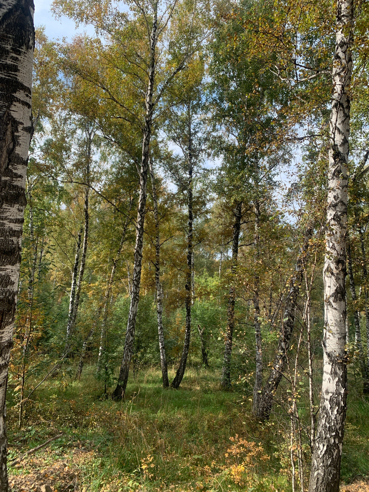 A group of birch trees stand in a forest. The leaves of the trees are green and yellow, indicating it is autumn. The ground is covered in grass and fallen leaves. The sky is visible through the trees, and it is cloudy. The image is taken from a low angle, looking up at the trees. There are no people or animals in the image. The location is the city of Prokopyevsk, Russia.