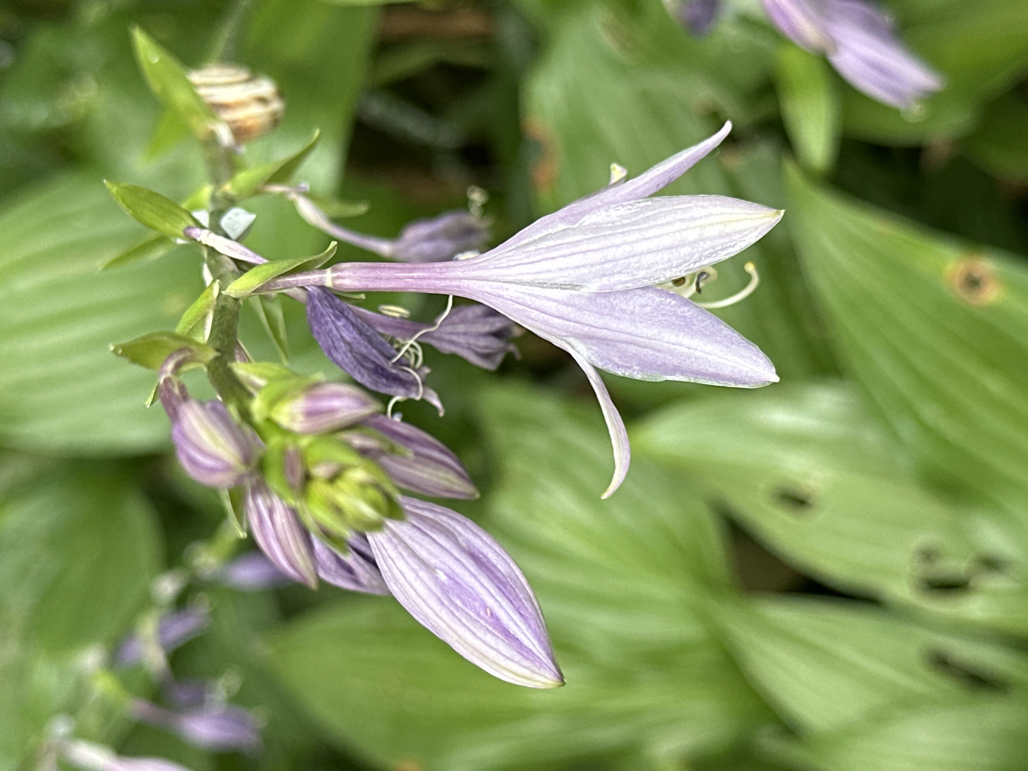 A close-up, eye-level, vertical shot shows a cluster of delicate, pale purple hosta flowers with green buds and stems. The flowers are tubular and bell-shaped, with visible veins on their petals. In the background, large, lush green hosta leaves form a soft, out-of-focus backdrop. Some of the leaves show small, dark spots, possibly indicating natural imperfections or insect damage. The scene appears to be in a garden or park setting. This image was taken in Essentuki, Russia.