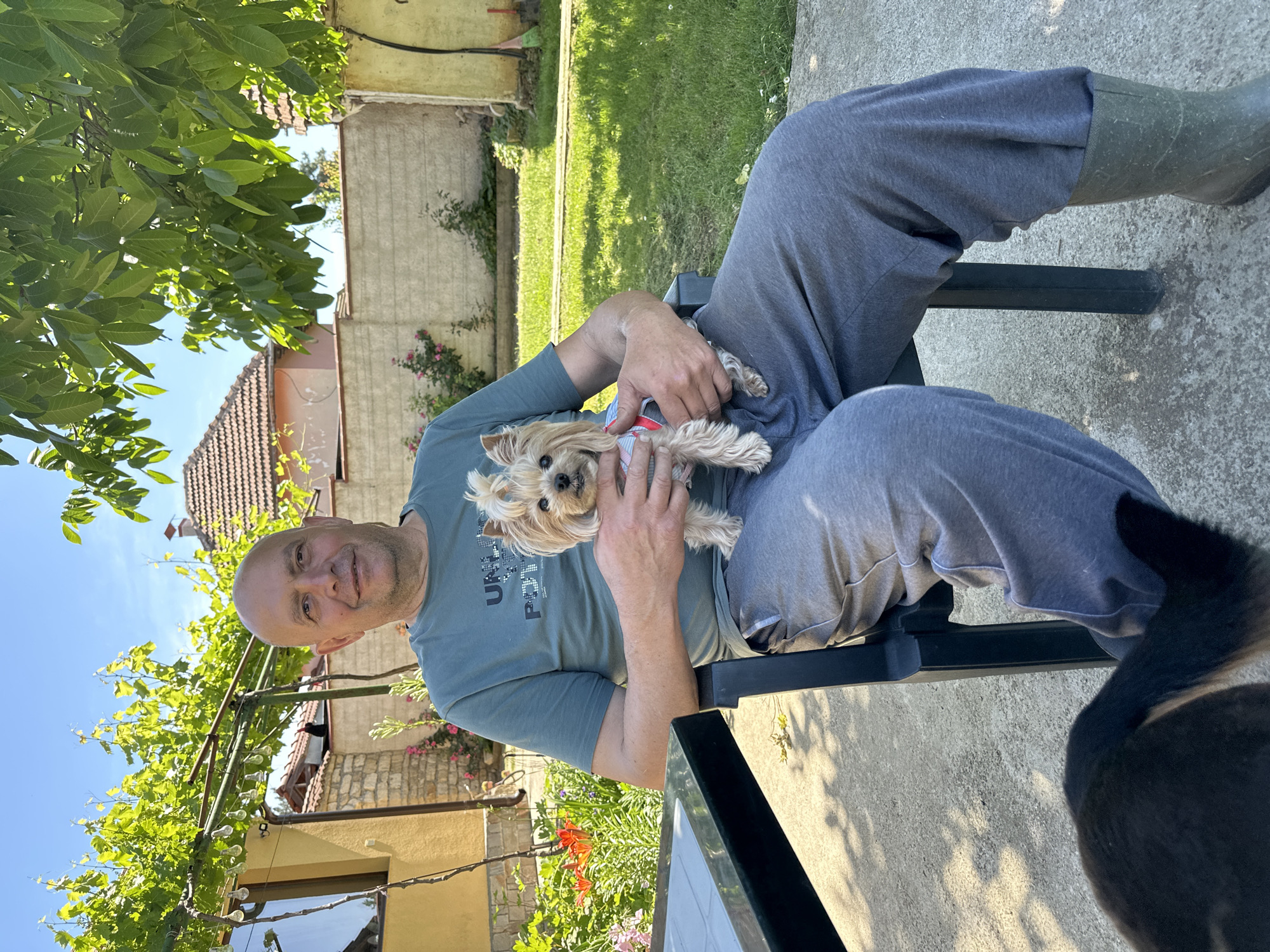 The image depicts a man sitting on a black chair outdoors, holding a small dog in his lap. The man has a bald head, is wearing a teal t-shirt and gray sweatpants, and is looking at the camera with a slight smile. He is also wearing boots. The dog is a light-colored Yorkshire Terrier with a patterned harness or shirt.
The setting appears to be a backyard or garden area in Lehchevo, Bulgaria. There is a building to the left with a tile roof and yellow facade. Vines are growing on a pergola in front of the building. Behind the man is a green lawn and a fence. The sun is shining, creating shadows on the concrete patio where the man is seated. There is a black table in front of the man and a black dog is partially visible to the lower right.