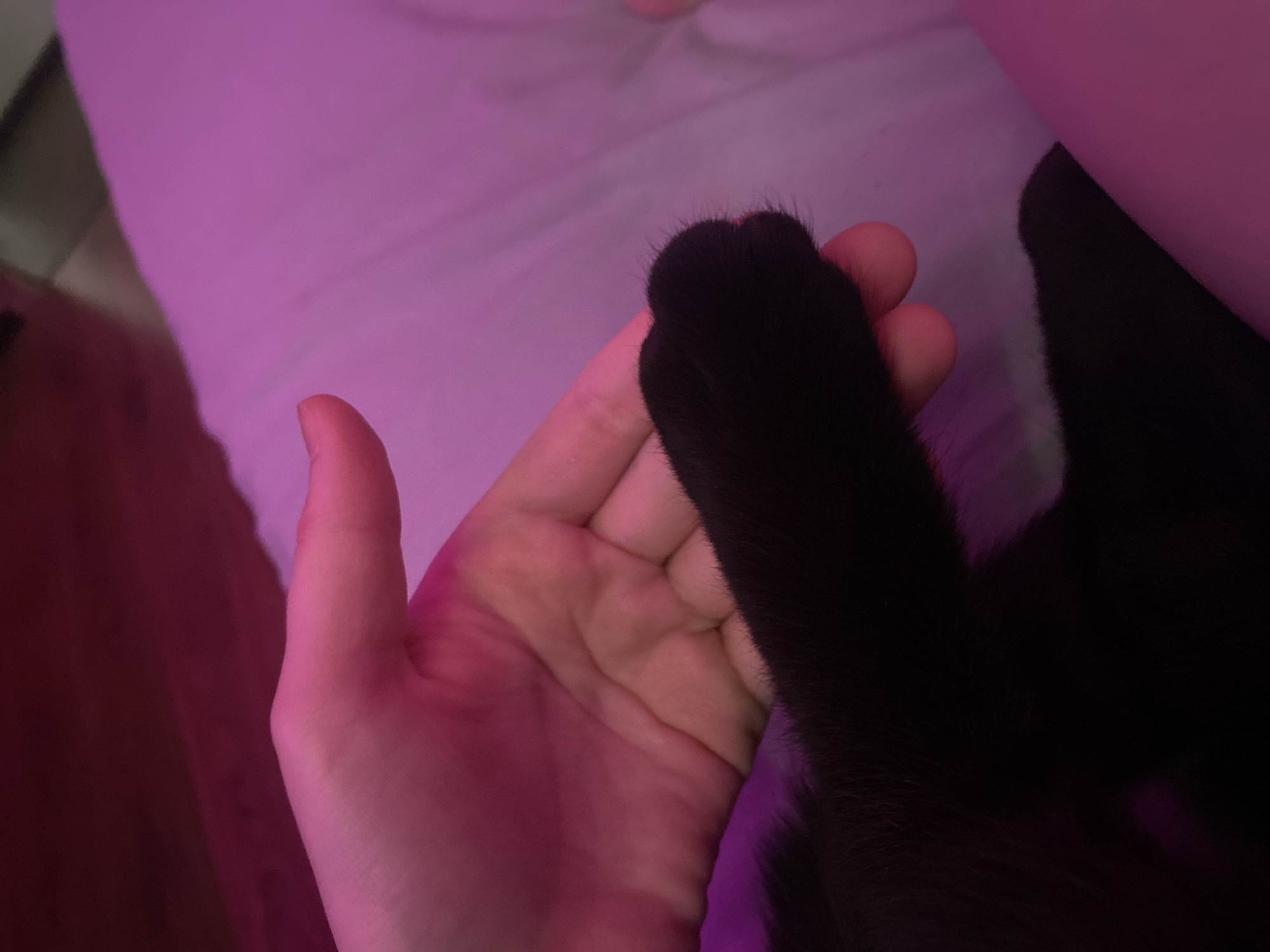 The scene depicts a close-up, dimly lit indoor environment under strong artificial pink and magenta illumination. A fair-skinned human left hand is gently holding or caressing a black, furry animal paw, likely belonging to a cat. The human hand's fingers are partially curled around the paw. The animal's paw is positioned centrally, exhibiting dense black fur. The subjects are resting on a light-colored, possibly white or cream, fabric surface, which is saturated with the pink lighting. A darker, undefined surface is visible in the upper background. The specific location within Izhevsk, Russia, or any city, cannot be determined from the visual information present in the image.