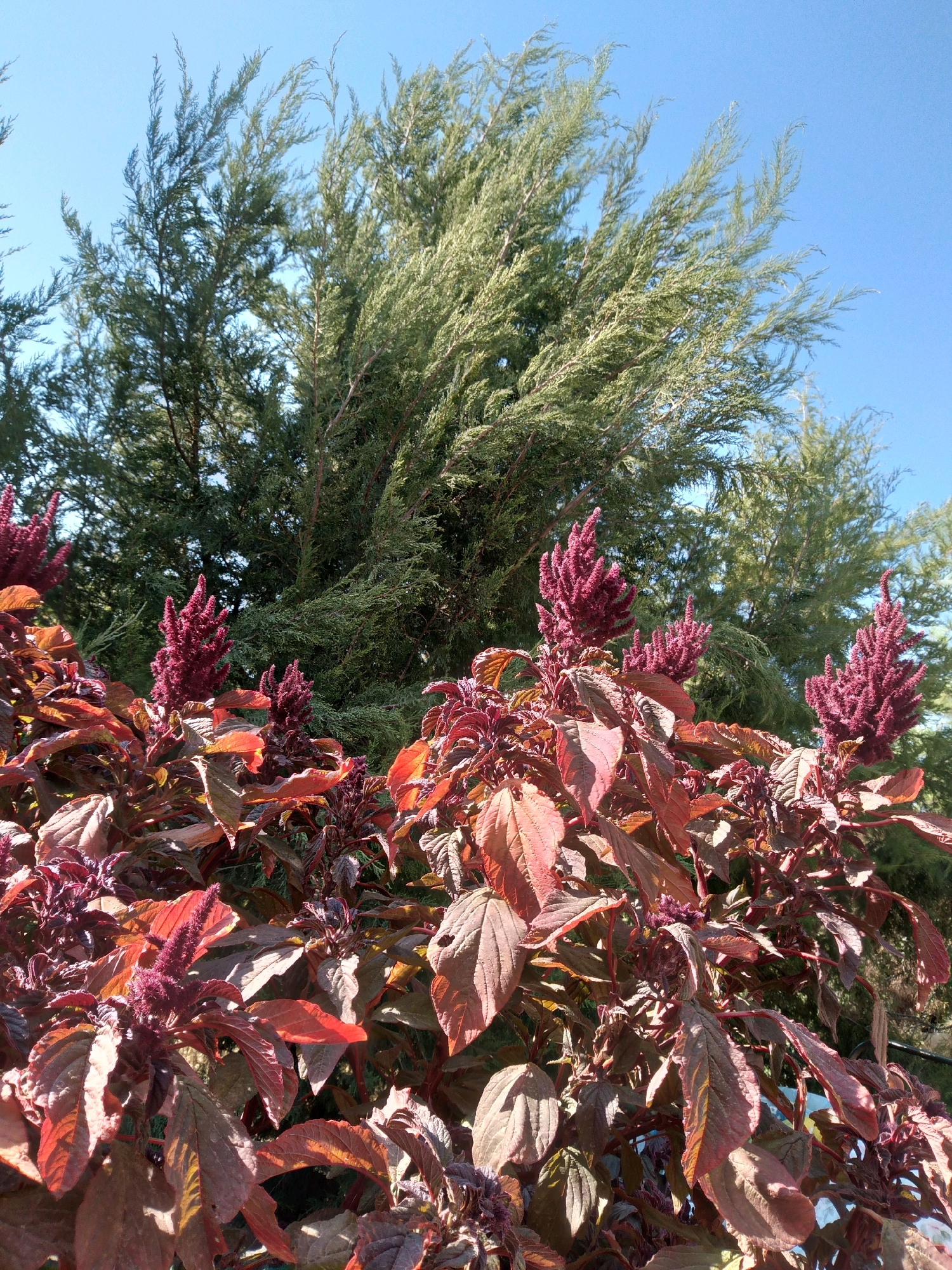 In the city of Baki, Uzbekistan, this image captures a close-up view of plants with vibrant, deep red leaves and burgundy, feathery flower plumes. The foliage is dense, with large, textured leaves in various shades of red and burgundy, some showing signs of age with slight browning at the edges. Several erect, conical flower spikes rise from the plants, their fuzzy texture and rich color contrasting with the leaves. Behind the foreground plants, a large, lush green coniferous tree dominates the mid-ground, its branches appearing dense and feathery, stretching towards a clear blue sky. The lighting suggests a sunny day, with shadows cast by the leaves indicating the direction of the sun. The overall scene is one of a garden or natural landscape, showcasing the rich colors and textures of the vegetation against a backdrop of evergreen foliage and a clear sky.
