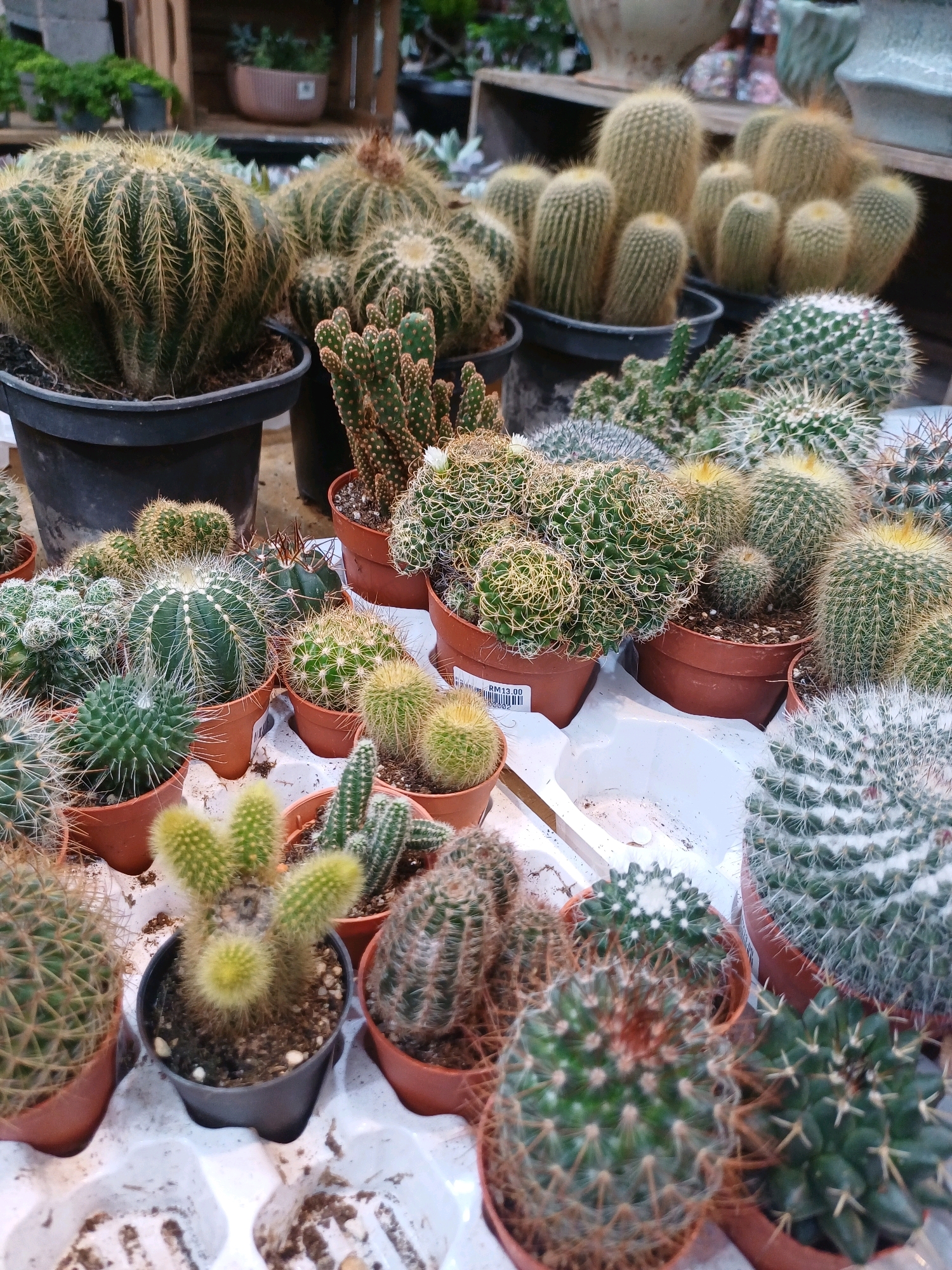 The image displays a close-up, eye-level view of a variety of potted cacti and succulents arranged on a white surface, likely a market stall or nursery display. The cacti vary in size, shape, and color, with some having prominent spines and others appearing softer and fuzzy. They are housed in different types of pots, including black plastic containers and small brown terracotta pots. In the background, blurred shelves and wooden structures suggest an indoor retail environment. The lighting is soft, highlighting the textures and details of the plants. The scene is devoid of any people or explicit indications of location within Kuala Lumpur, Malaysia.