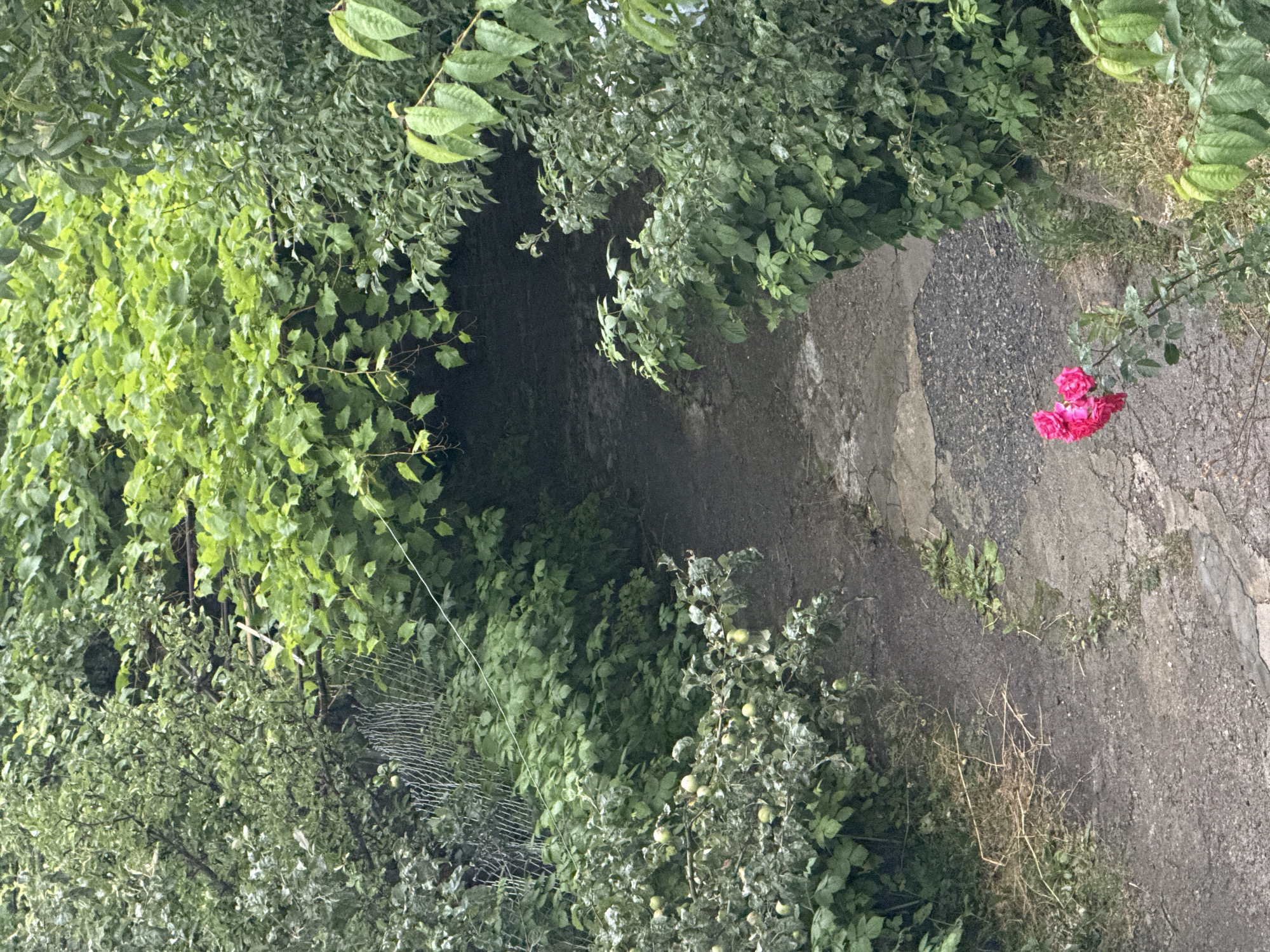 The image depicts a narrow, overgrown pathway leading into a dense thicket of green foliage. The path appears to be made of dirt and gravel, with some cracked concrete sections. To the left of the path, there is a bush with small green fruits and a wire mesh fence. To the right, lush green leaves and branches overhang the path, creating a tunnel-like effect. In the foreground, a small cluster of vibrant pink roses is in bloom. The overall impression is one of a neglected but naturally beautiful garden or park area, possibly in the city of Sevan, Armenia, given the context.