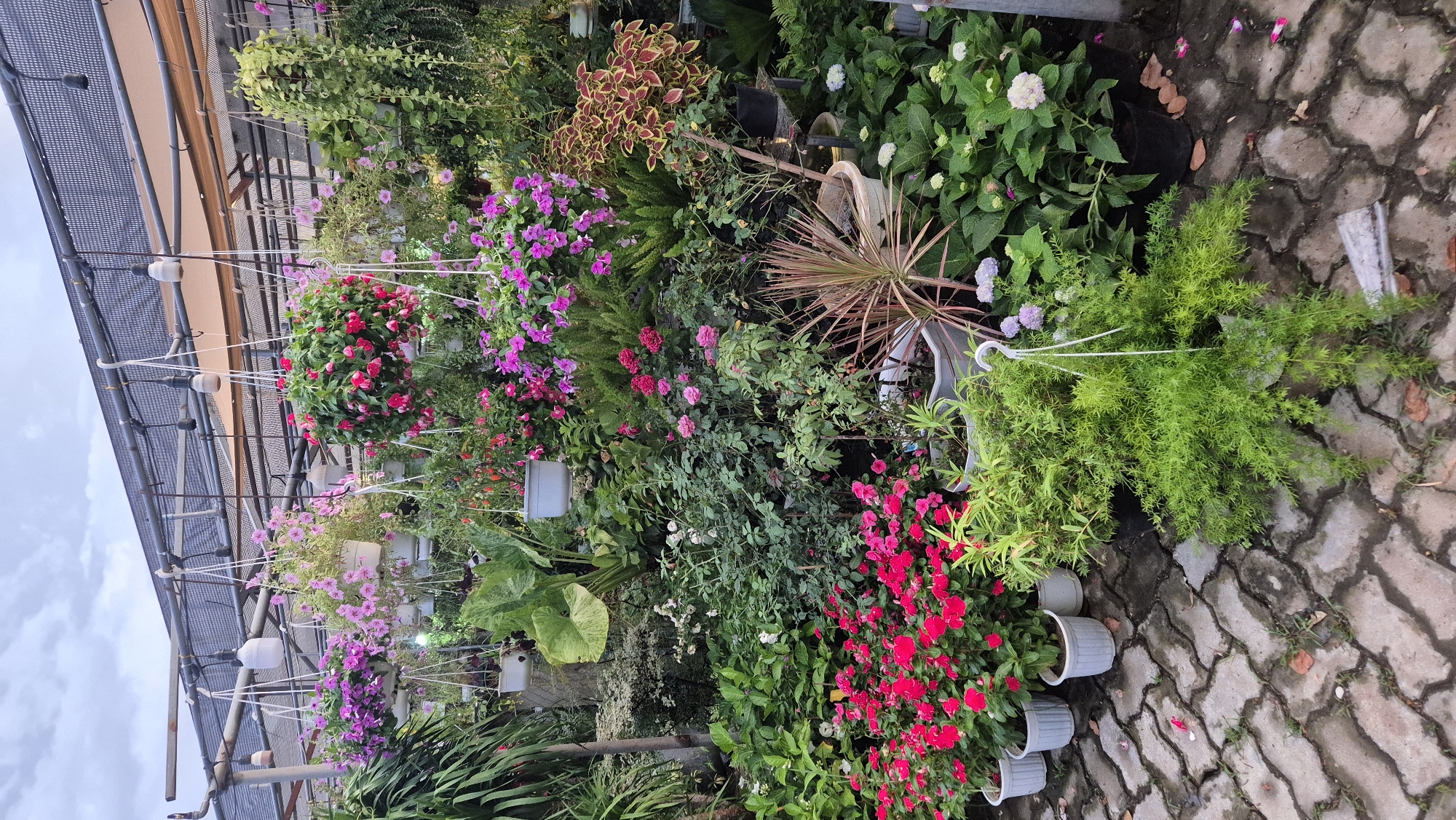 The image shows a dense display of various potted plants, likely at a nursery or flower shop. The plants are arranged both on the ground and hanging from an overhead structure covered with black netting, suggesting an outdoor or greenhouse setting.
In the foreground, paving stones with a zig-zag pattern form the ground. Several white pots containing lush green plants, including a hanging asparagus fern, are visible.
Moving further back, a variety of flowering plants are displayed. There are vibrant red impatiens in white pots lined up on the left, accompanied by other smaller pink and purple flowers. Hanging baskets filled with cascading pink and purple petunias and other colorful blooms are suspended from the overhead structure.
Behind the flowering plants, larger foliage plants are present, including what appears to be an elephant ear plant with large, green leaves. There are also plants with red and yellow variegated leaves, and hydrangeas with white and light purple blooms. The background is filled with more greenery and the overhead structure, which includes lights. The sky appears overcast, suggesting it may be late afternoon or early morning.
Given the context provided, this scene is located in the city of Đà Nẵng, Vietnam, likely at a commercial establishment selling plants. There are no people visible in the image, and the focus is solely on the abundant plant life.