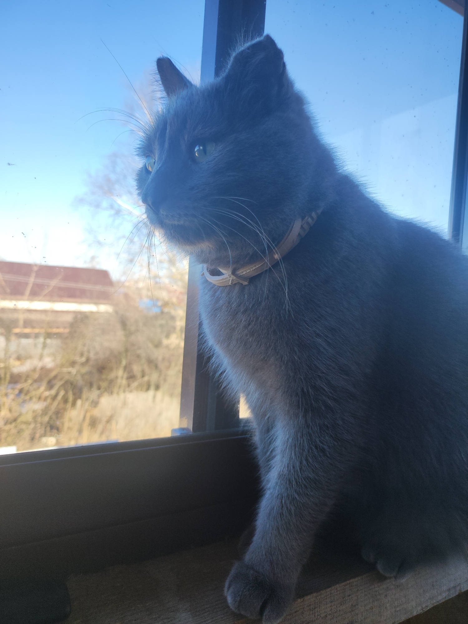 A gray cat with green eyes and a light-colored collar is sitting on a window sill, looking out the window. The background outside the window includes trees without leaves, a building with a red roof, and a blue sky. Given the prompt's reference to the city of Votkinsk, Russia, it can be inferred that the image was taken in Votkinsk.