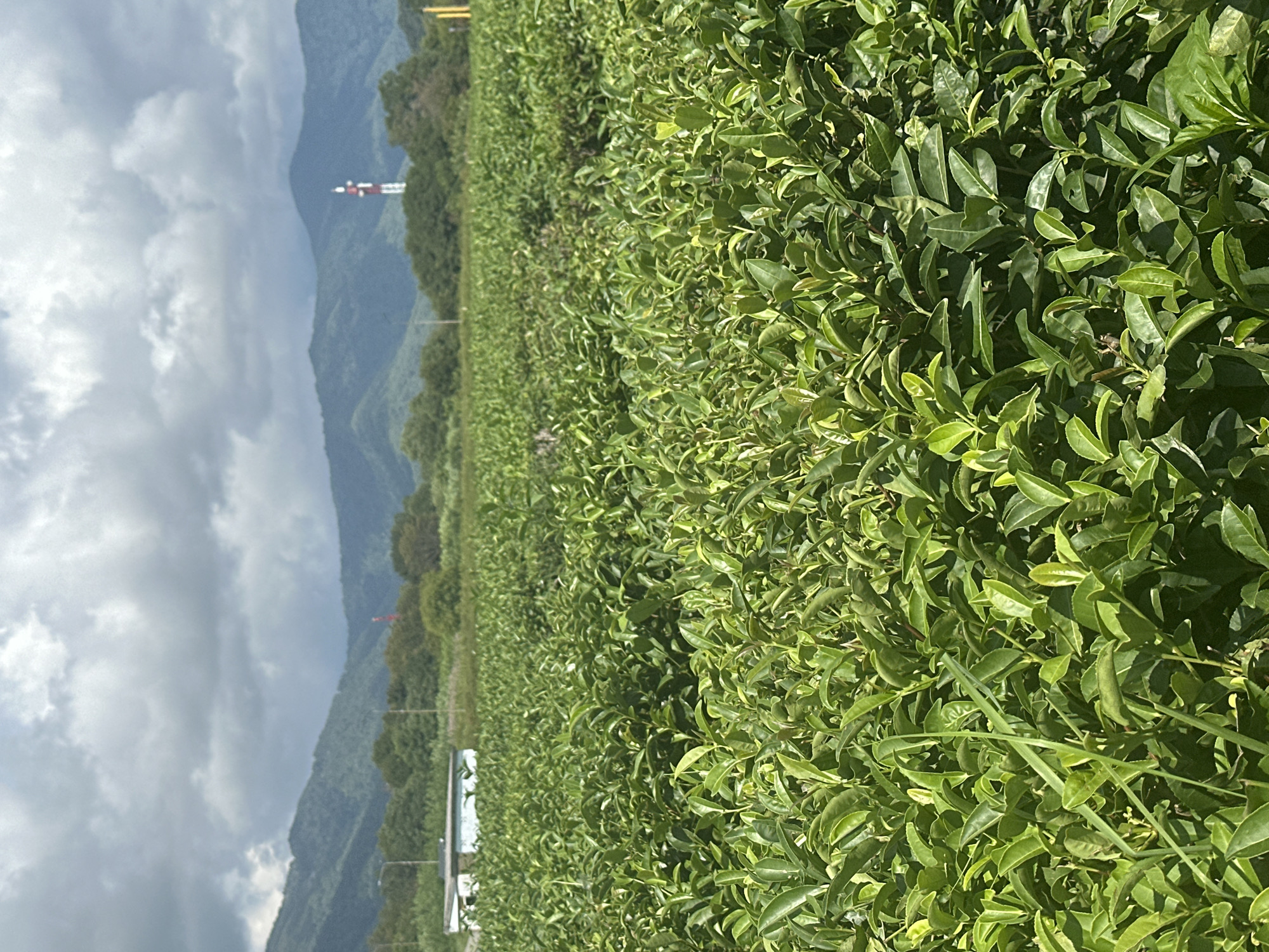 This is a landscape photograph taken at a tea plantation in Bolshoy Kichmai, Russia. The foreground is dominated by a dense expanse of lush green tea bushes, their leaves catching the sunlight. In the middle ground, a small white building with a light blue roof is visible, along with a line of trees and a red and white transmission tower in the distance. The background features rolling green hills and mountains under a cloudy sky. The image is taken from a low angle, looking across the tea plantation. There are no people or animals visible in the image.