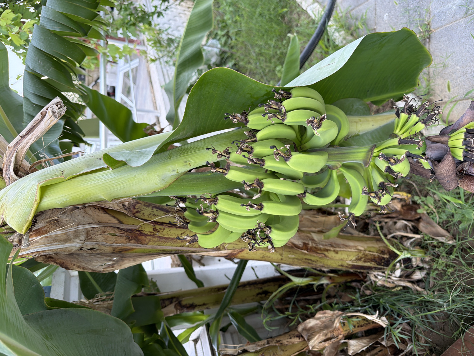 An outdoor, eye-level shot depicts a bunch of unripe, green bananas hanging from a banana tree in Kemer, Turkey. The bananas are clustered together, with some individual fruits visible within the bunch. The banana tree itself has a thick, textured trunk and large, green leaves. The surrounding environment appears to be a garden or yard, with grass and paving stones visible. In the background, there are hints of outdoor furniture and structures, suggesting a residential or public outdoor space. The overall lighting suggests it is daytime, with natural light illuminating the scene.