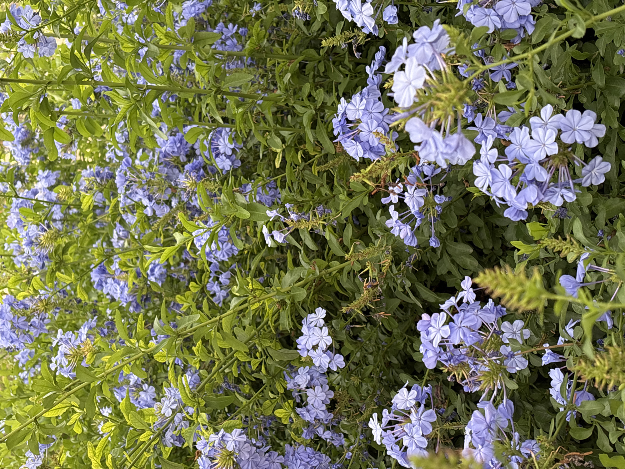 The image shows a dense bush of Plumbago auriculata, commonly known as Cape Plumbago or Cape Leadwort, in full bloom. The flowers are a pale, sky-blue color and clustered densely throughout the plant. The leaves are small, oval-shaped, and a vibrant green. The overall scene is one of lush vegetation, with the blue of the flowers contrasting against the green foliage. The picture was taken in an outdoor setting in what looks to be a residential or garden area in Santa Clara Ocoyucan, Mexico. There are no people or other objects visible.